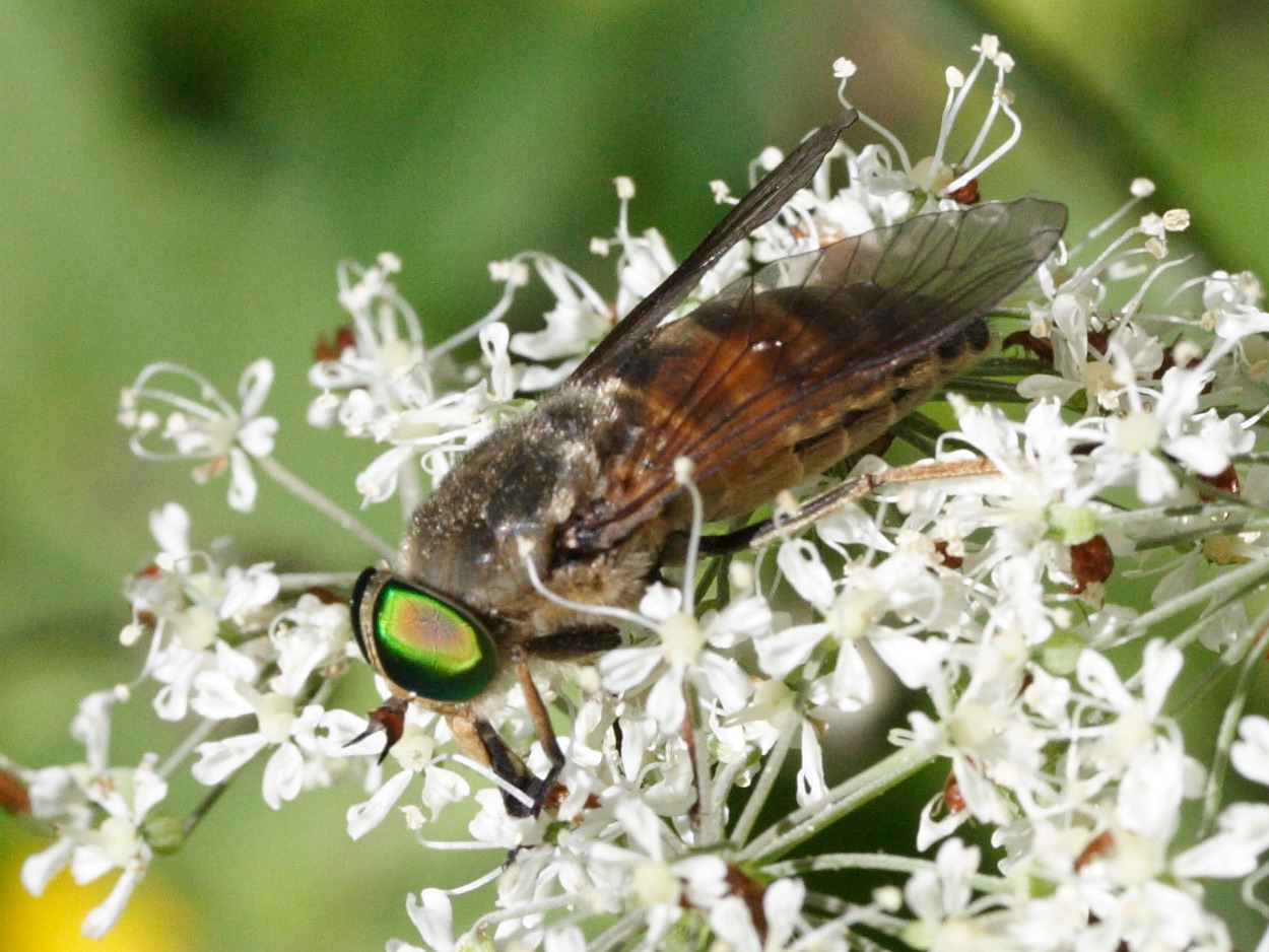 philipomyia_aprica2md