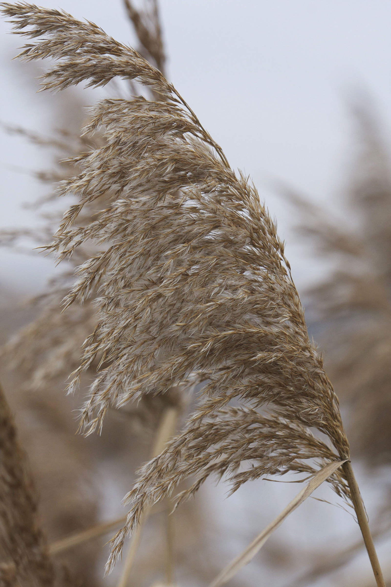 phragmites_australis3md