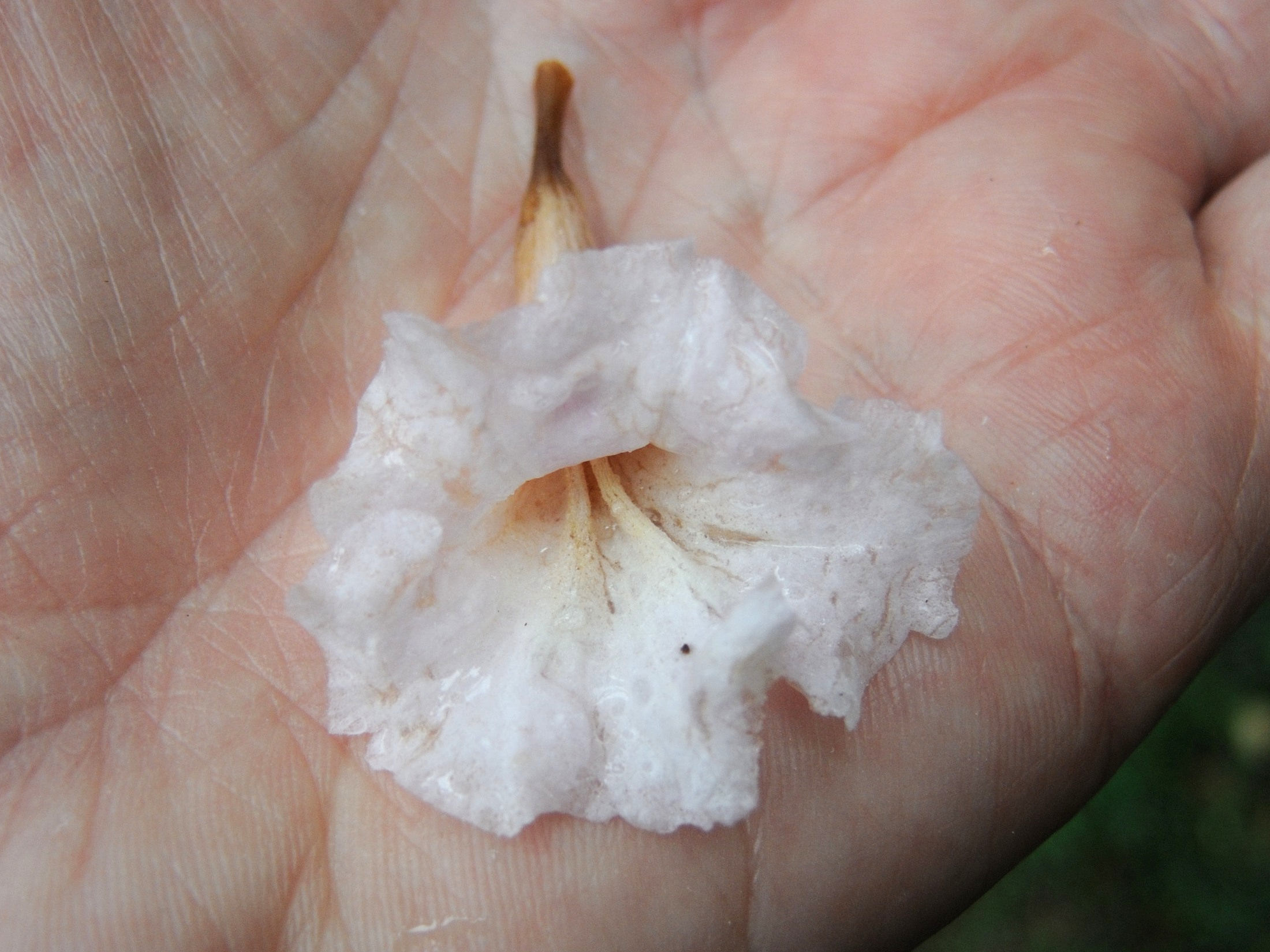 Afficher le média phyllarthron_comorense3md phyllarthron_comorense3md