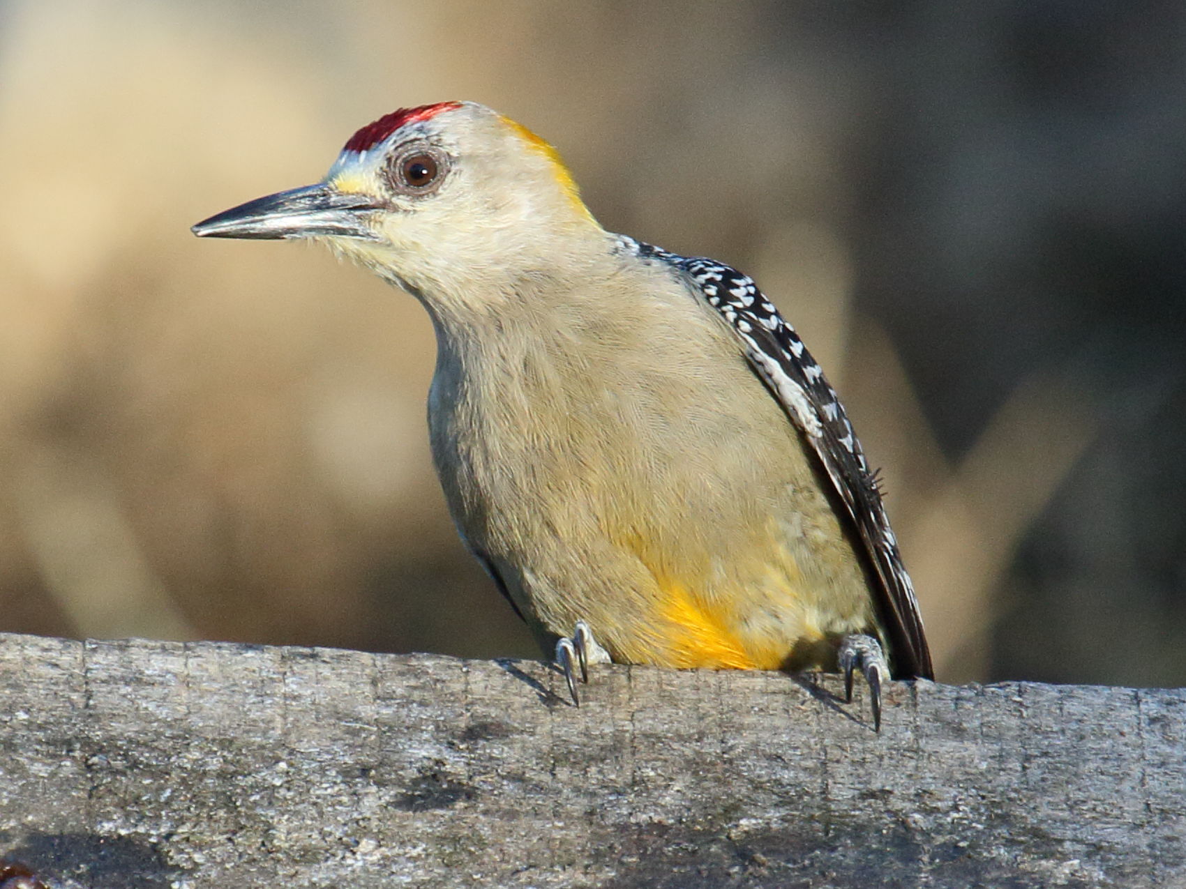 pic_de_hoffmann_-_melanerpes_hoffmannii3bd