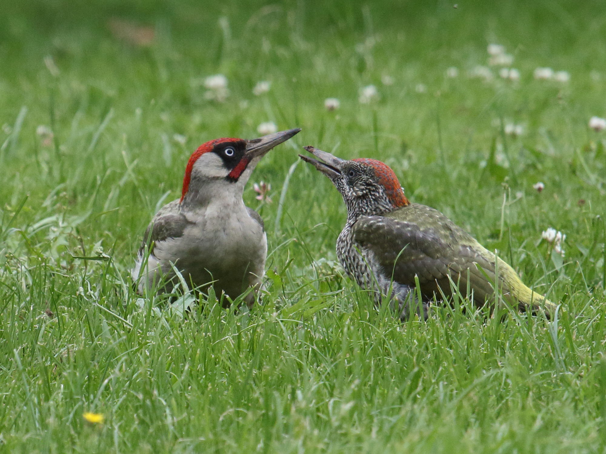 pic_vert_-_picus_viridis2abd