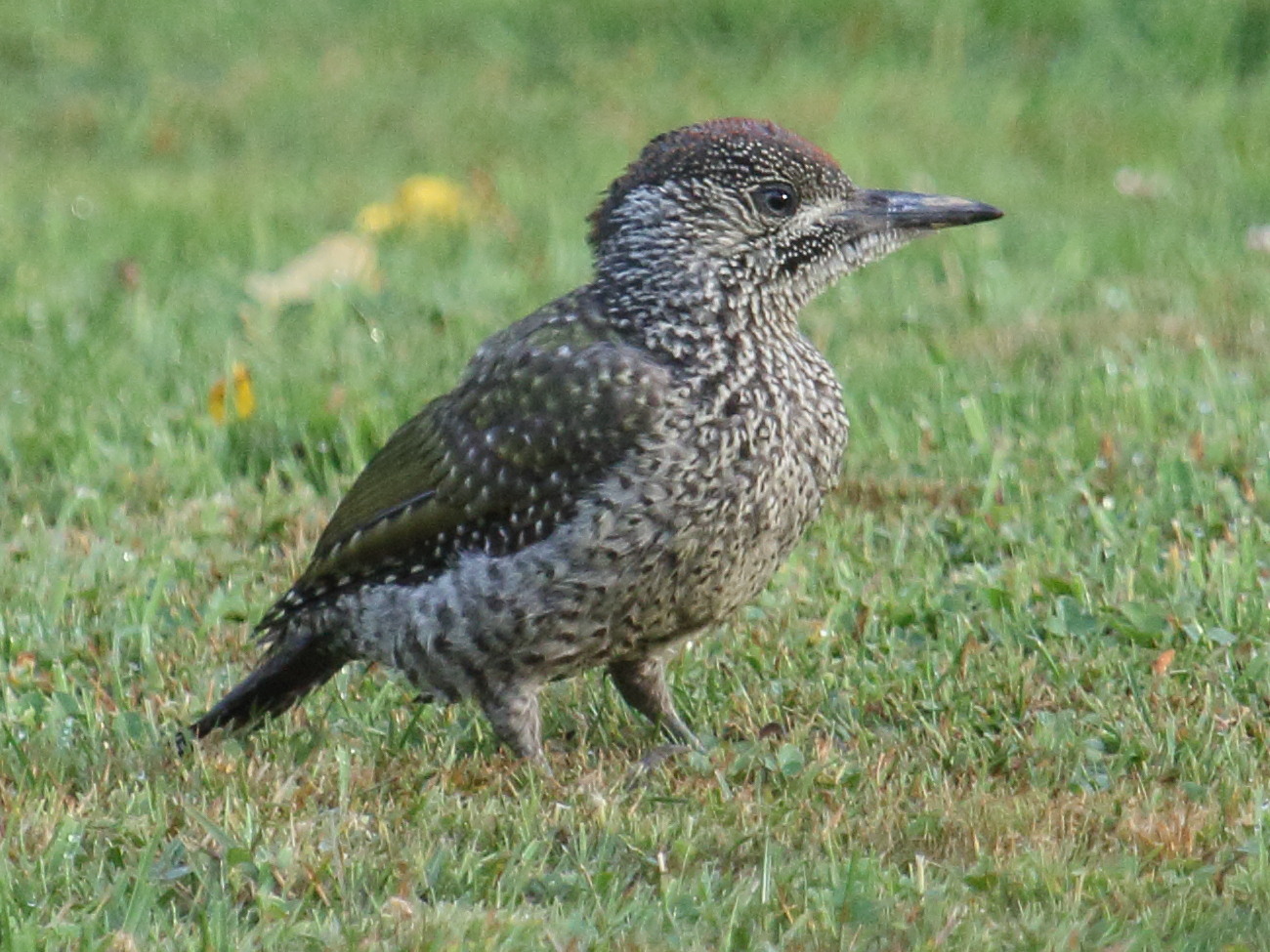 pic_vert_-_picus_viridis9bd