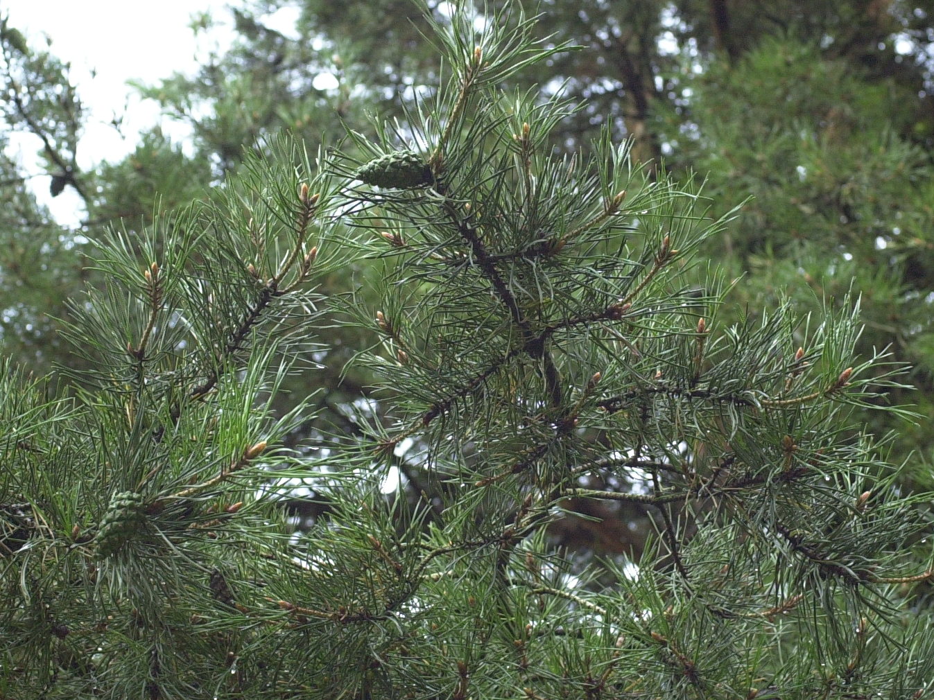 pinus_sylvestris2md
