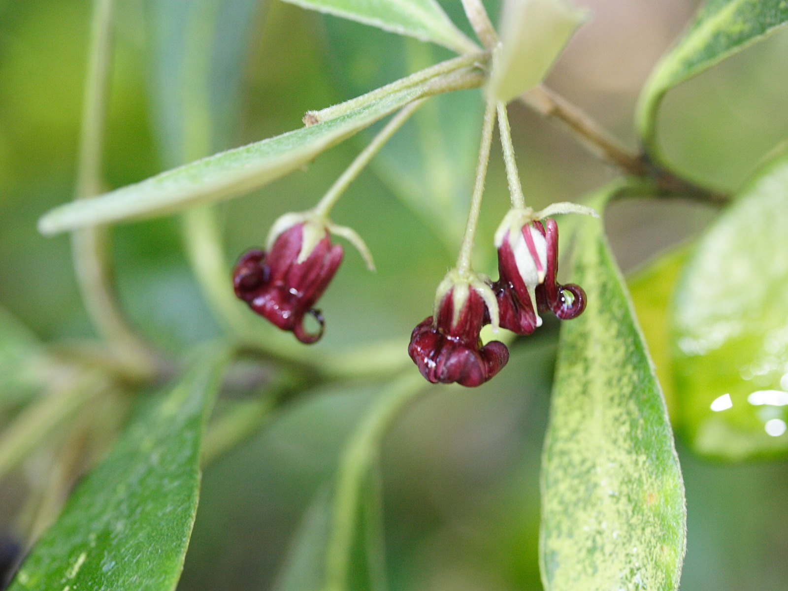 Afficher le média Pittosporum_crassifolium Pittosporum_crassifolium