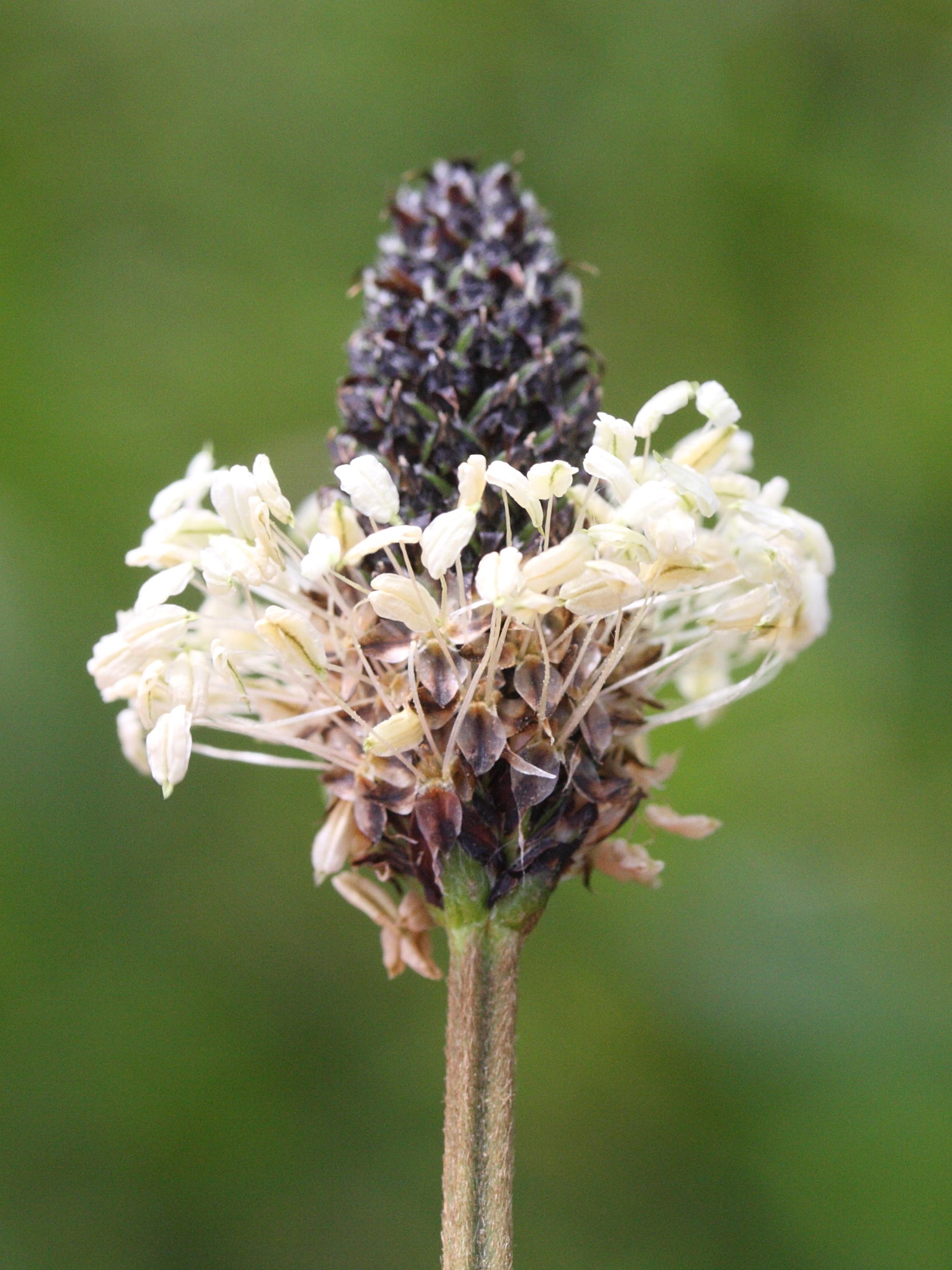 plantago_lanceolata3amd