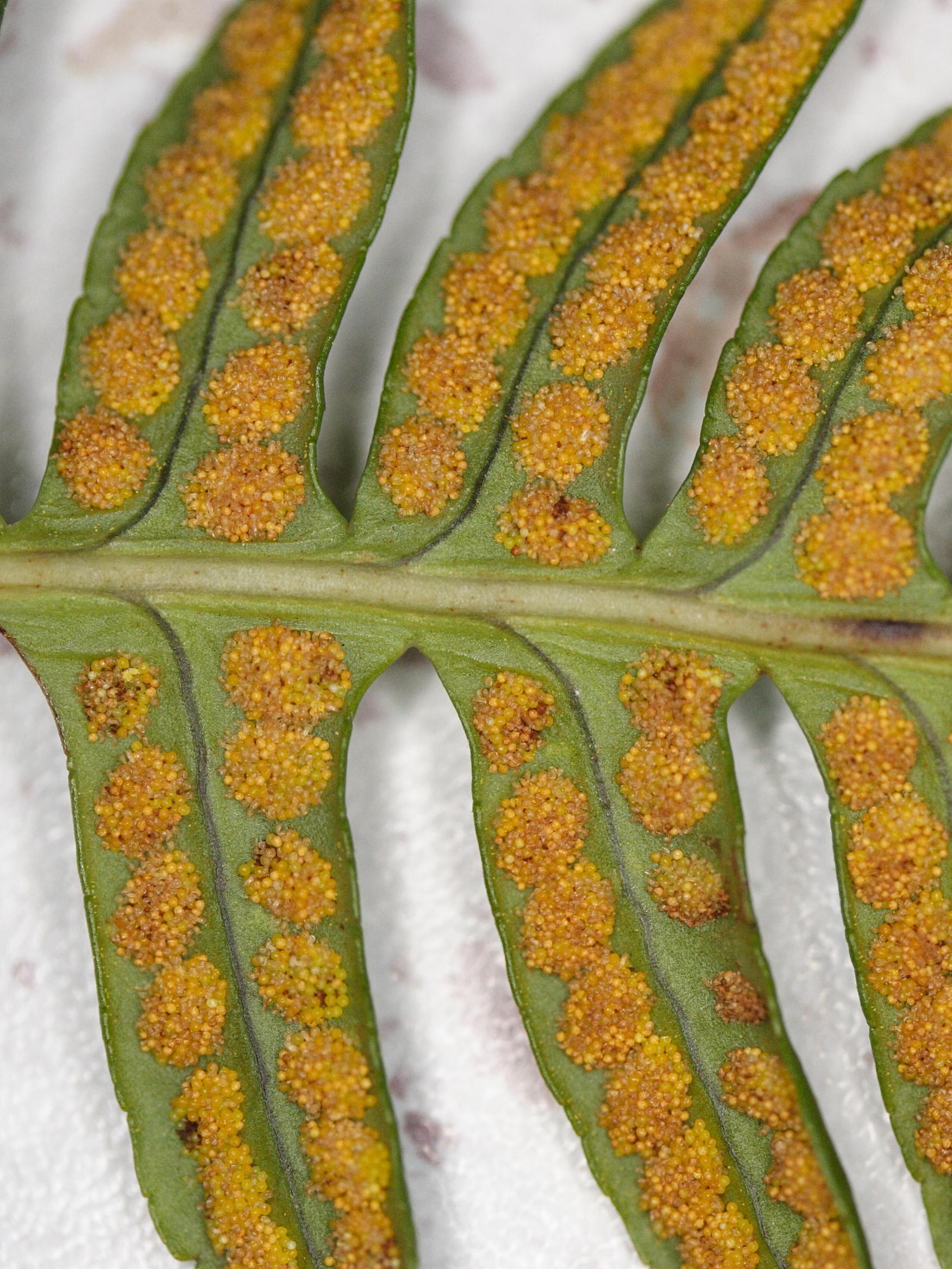 Afficher le média polypodium_vulgare4md polypodium_vulgare4md