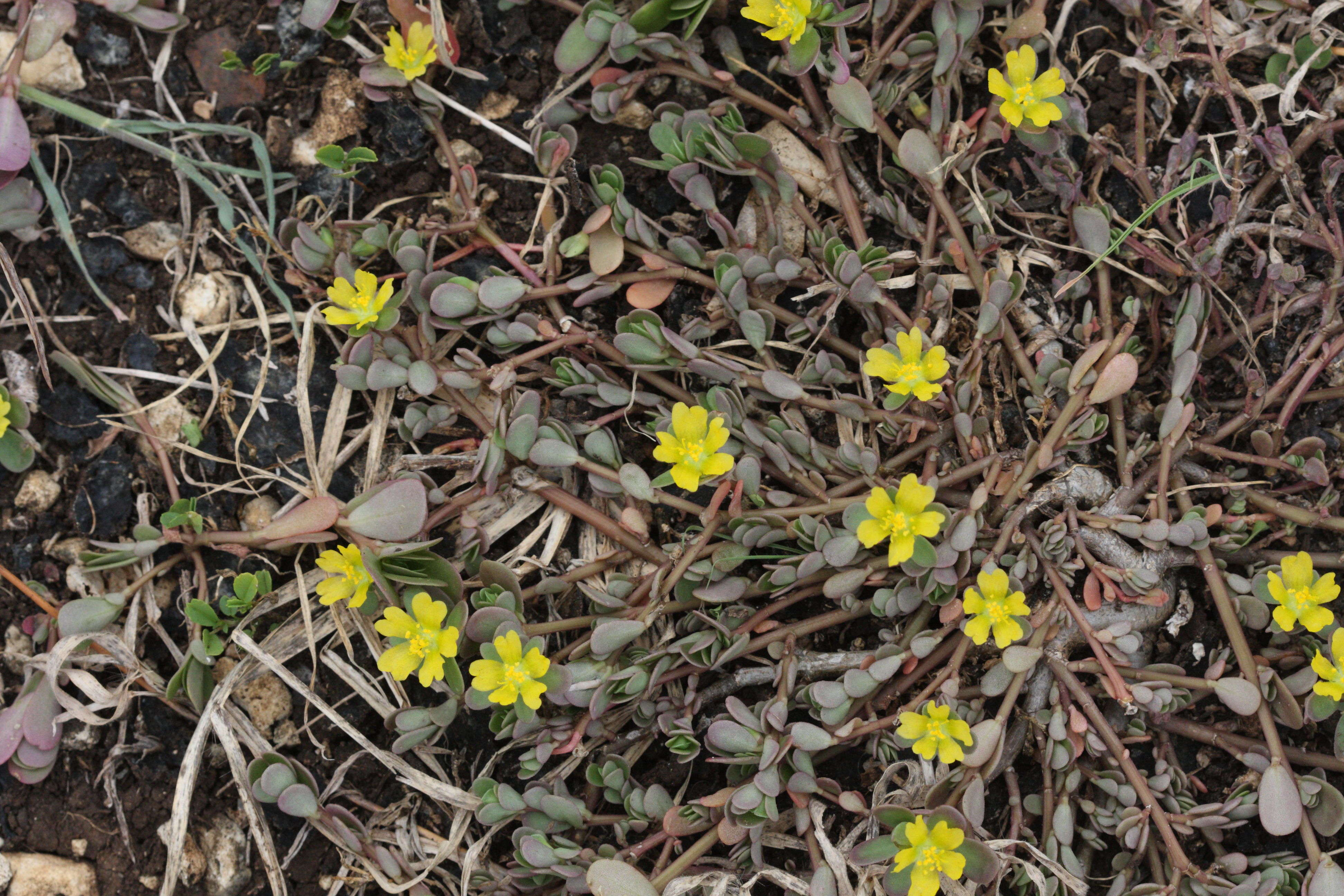 portulaca_oleracea5md