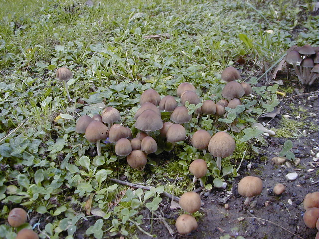 psathyrella_pygmaea1md