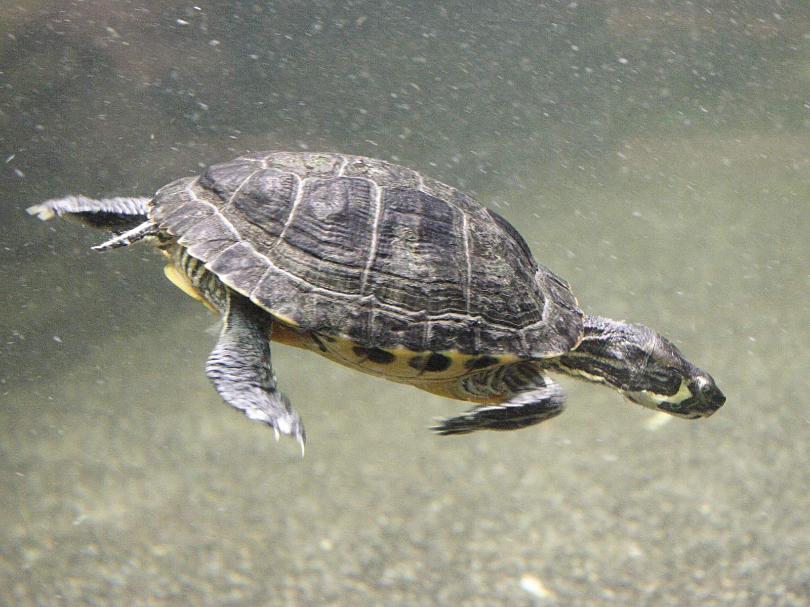 pseudemys_concinna2md