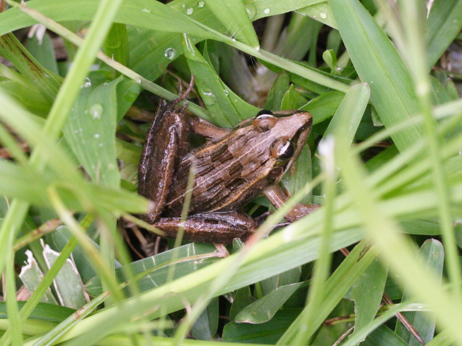 ptychadena_mascareniensis1md