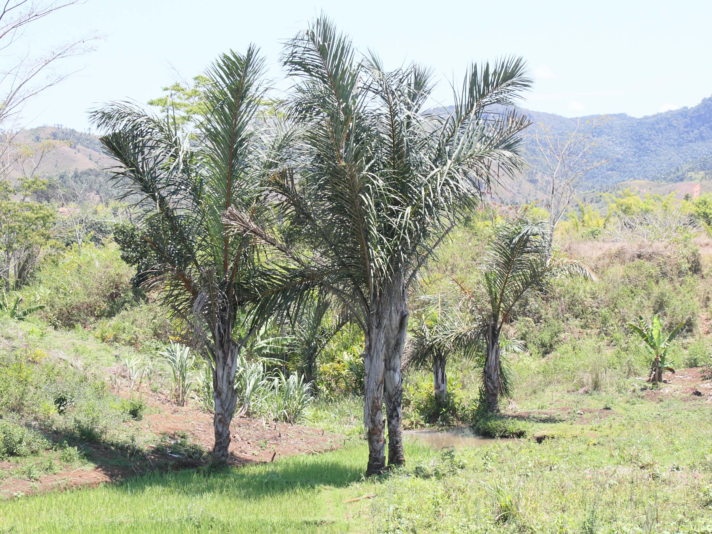 raphia_farinifera4md