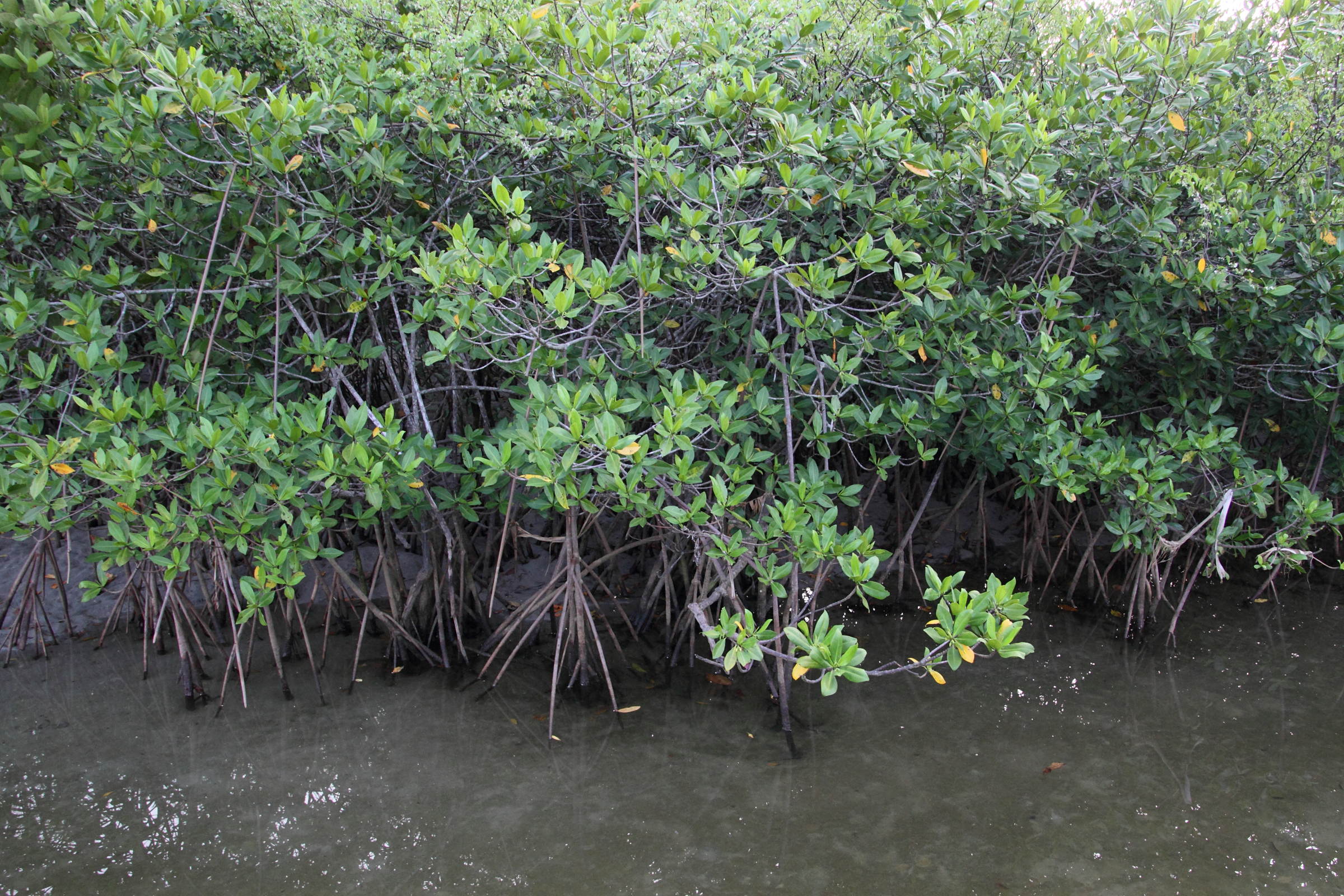 rhizophora_mangle12md