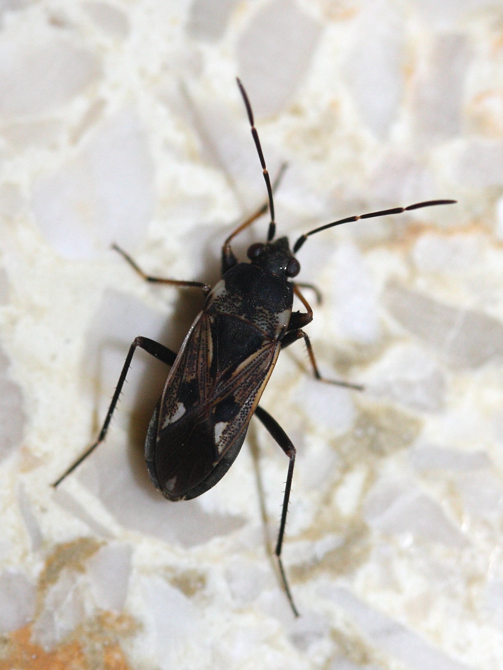 rhyparochromus_vulgaris3md