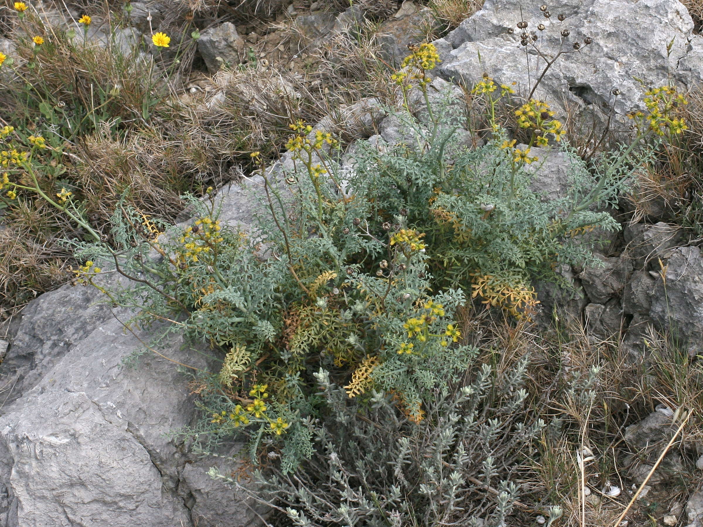 ruta_angustifolia1md