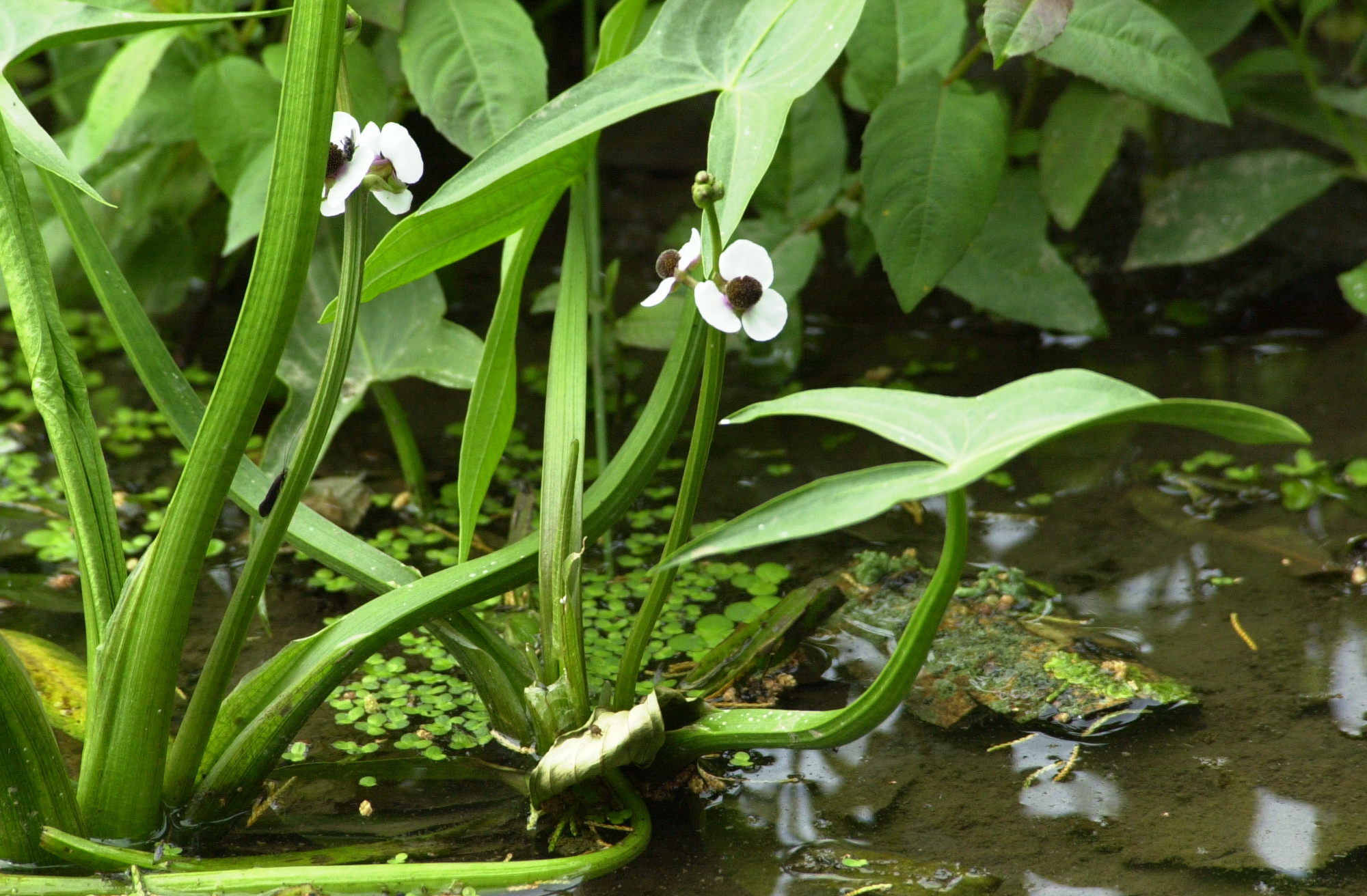 Sagitta_sagittifolia
