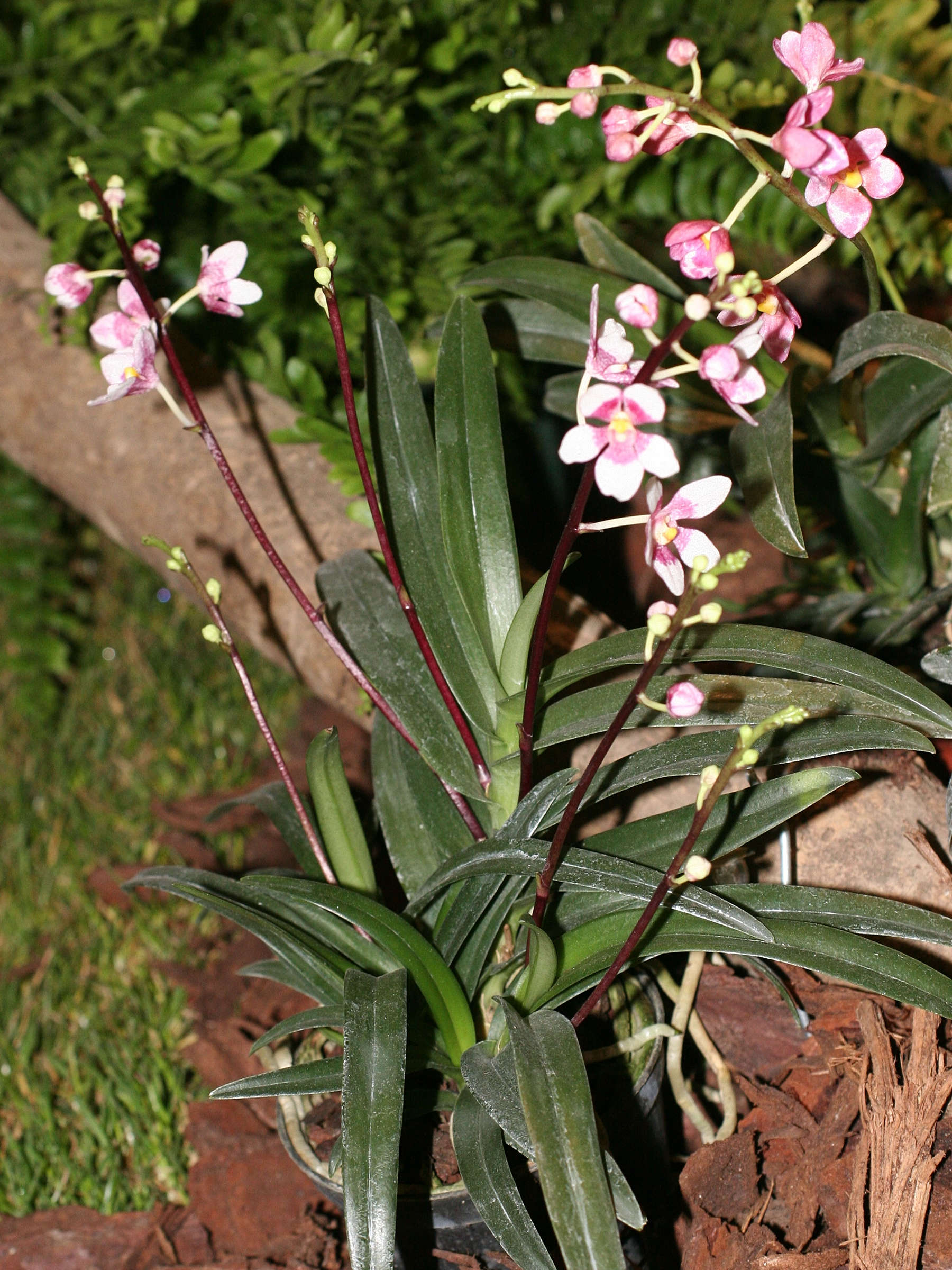 Afficher le média sarcochilus_fitzgeraldii2md sarcochilus_fitzgeraldii2md