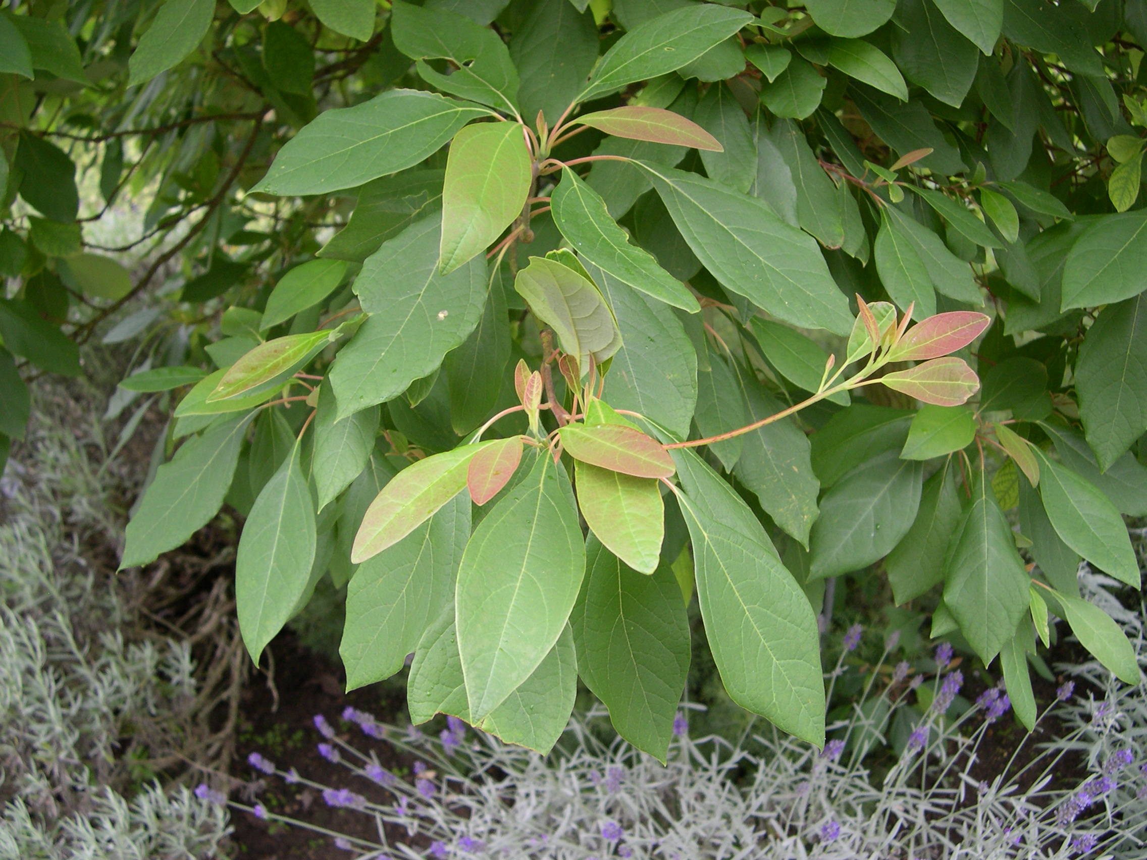 sassafras_albidum2md