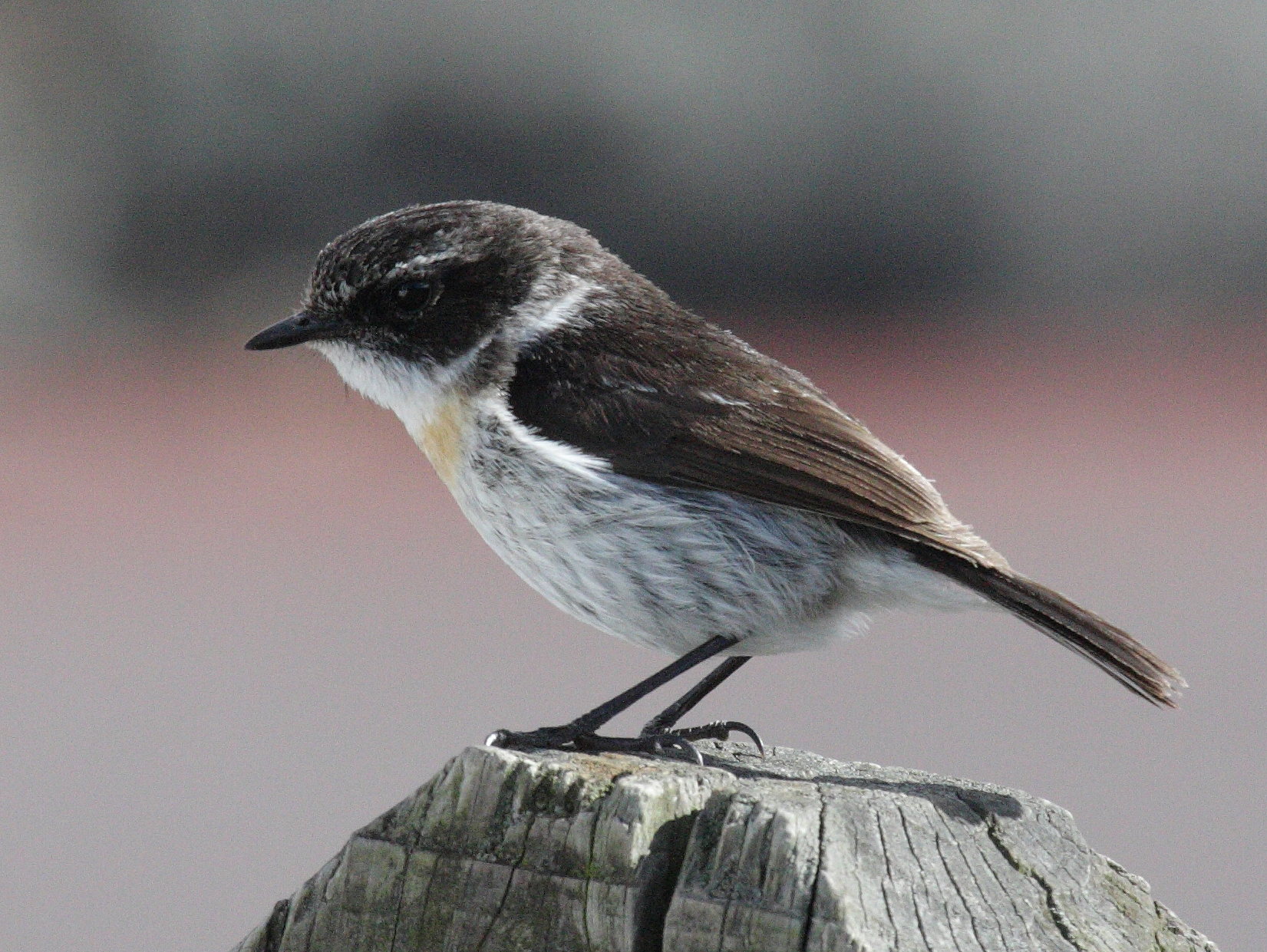 Afficher le média Saxicola_tectes Saxicola_tectes