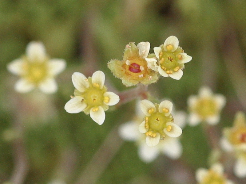 Afficher le média saxifraga_moschata3md saxifraga_moschata3md