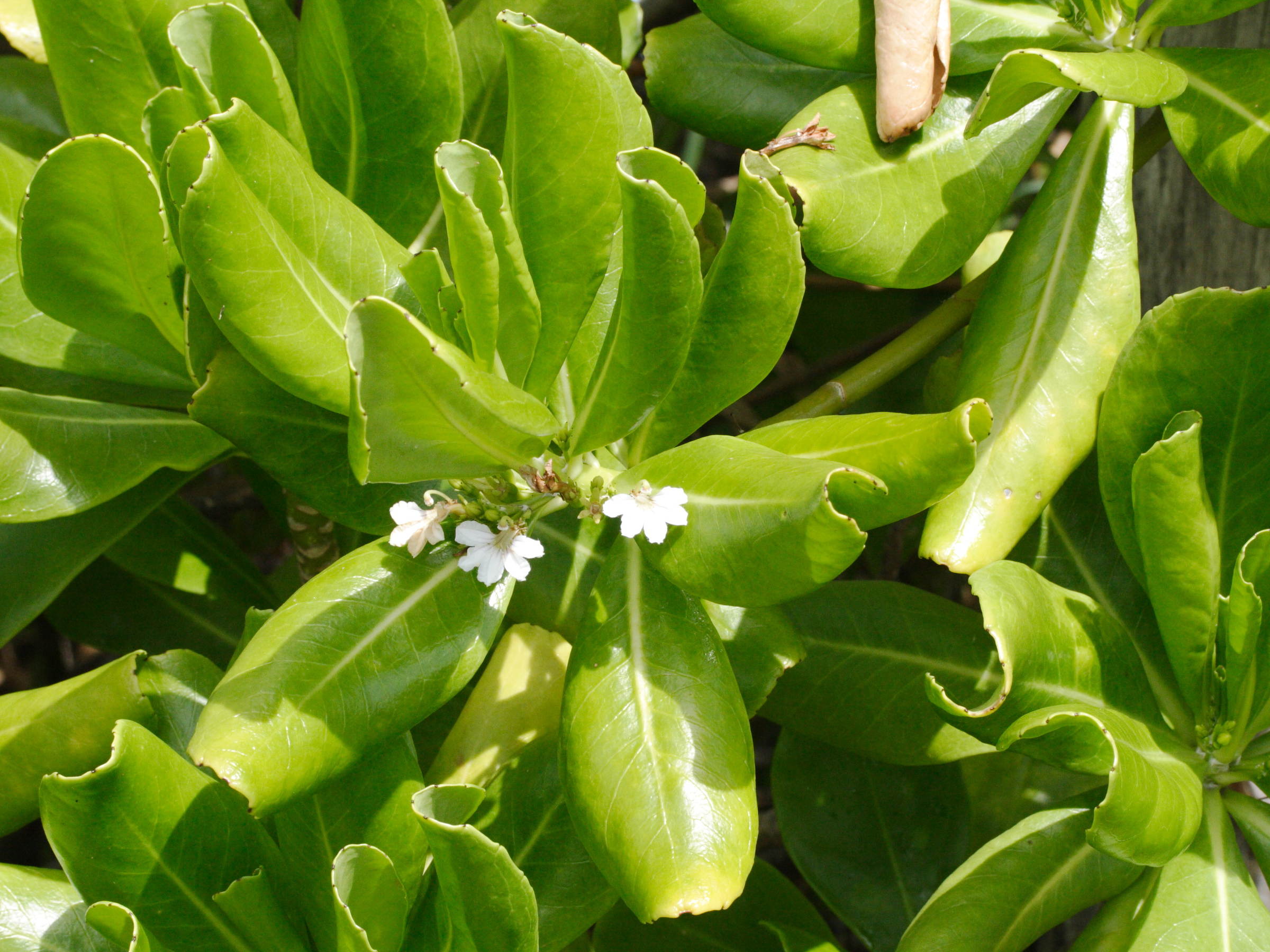 scaevola_taccada2md