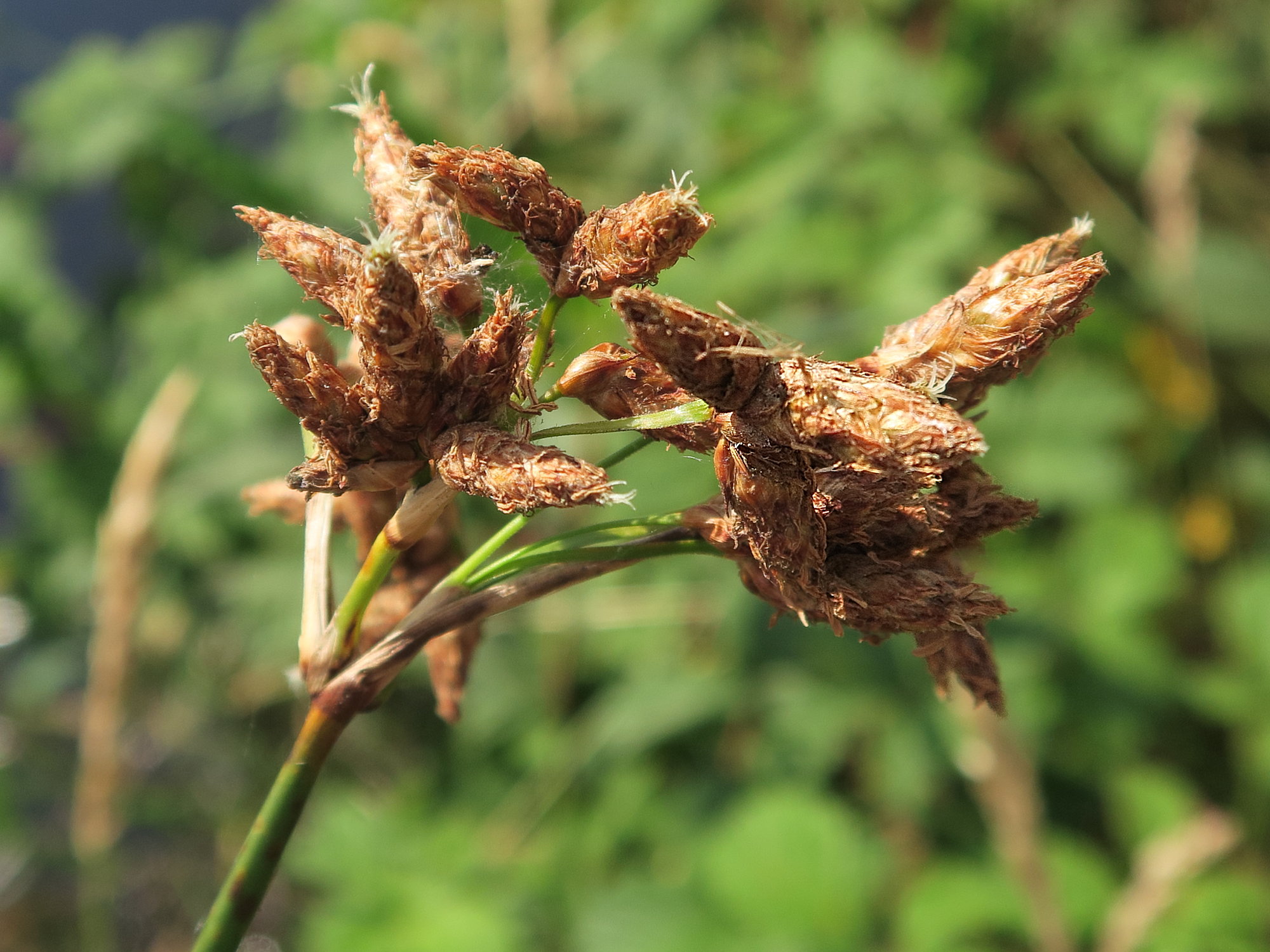 scirpus_lacustris5md