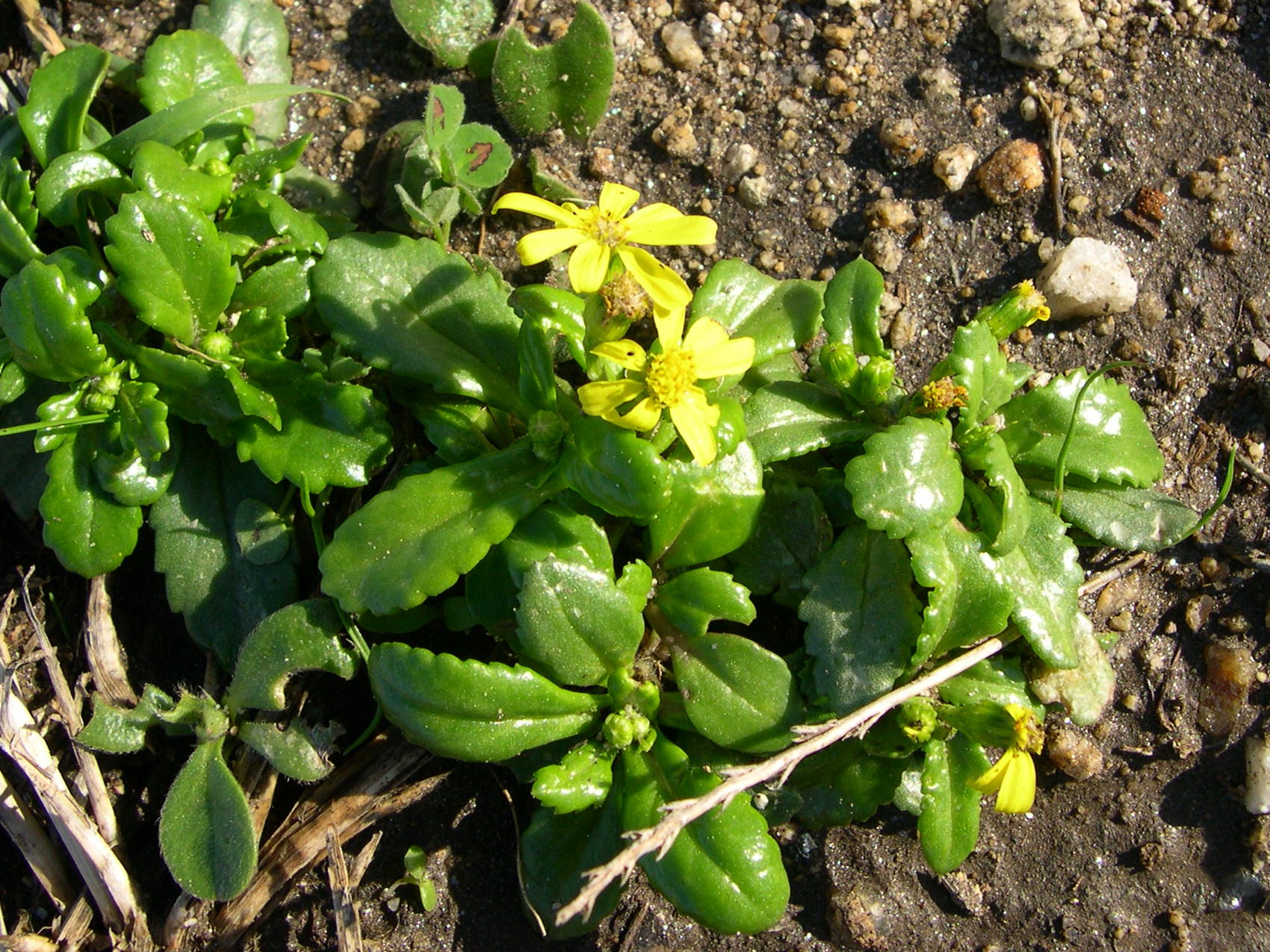 senecio_leucanthemifolius1md