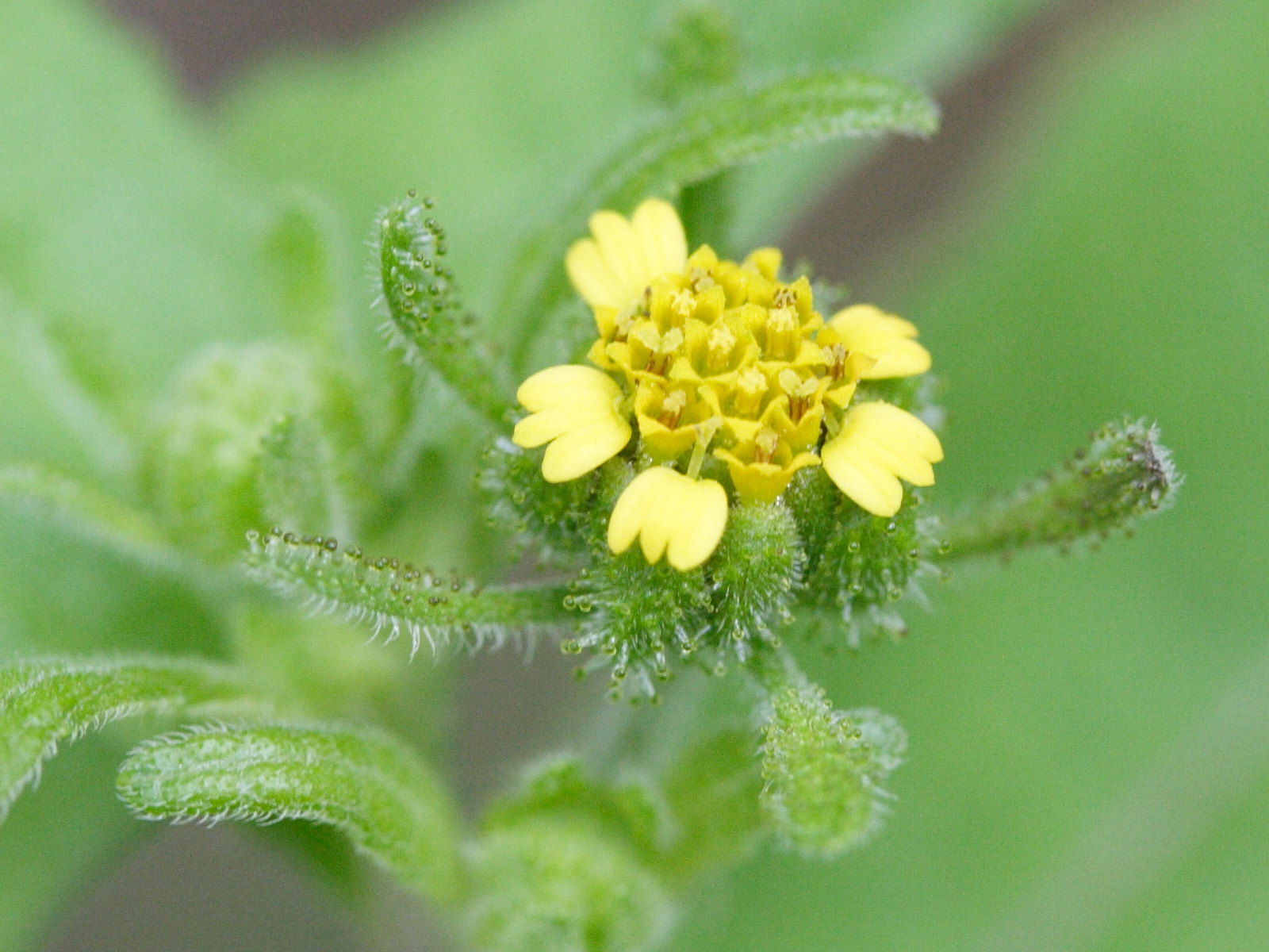 Sigesbeckia_orientalis