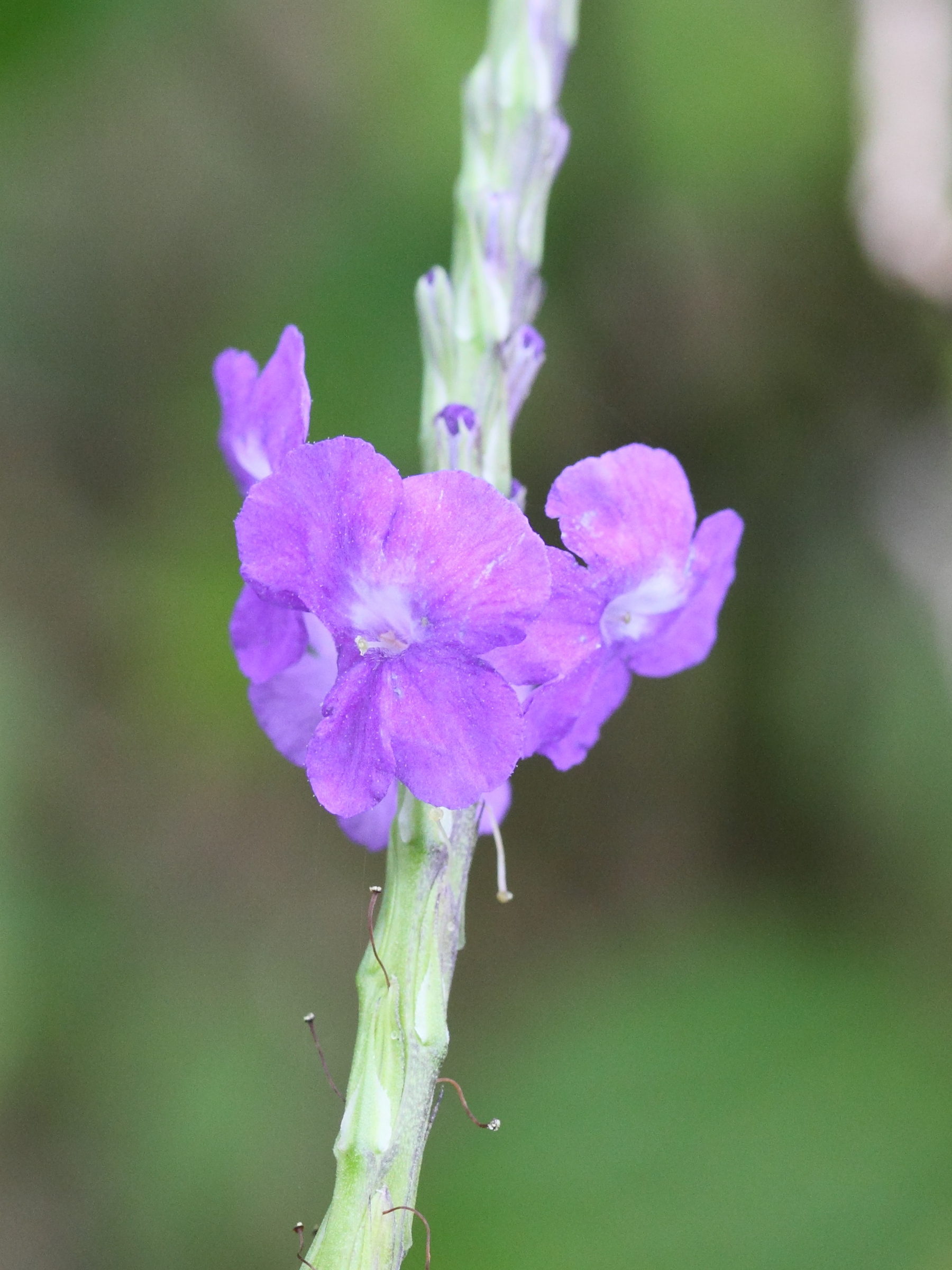 Afficher le média stachytarpheta_cayennensis2md stachytarpheta_cayennensis2md