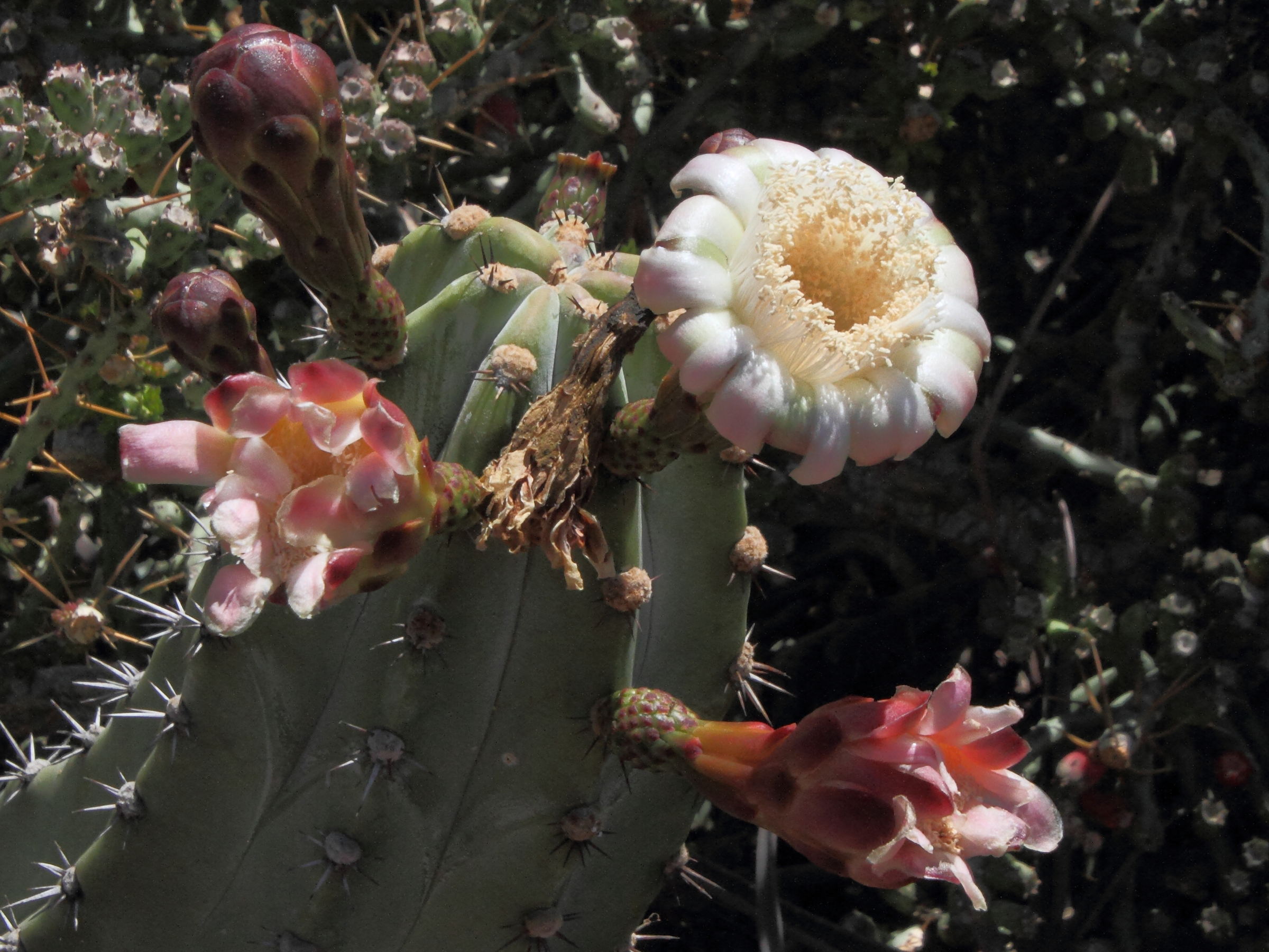 stenocereus_pruinosus3md