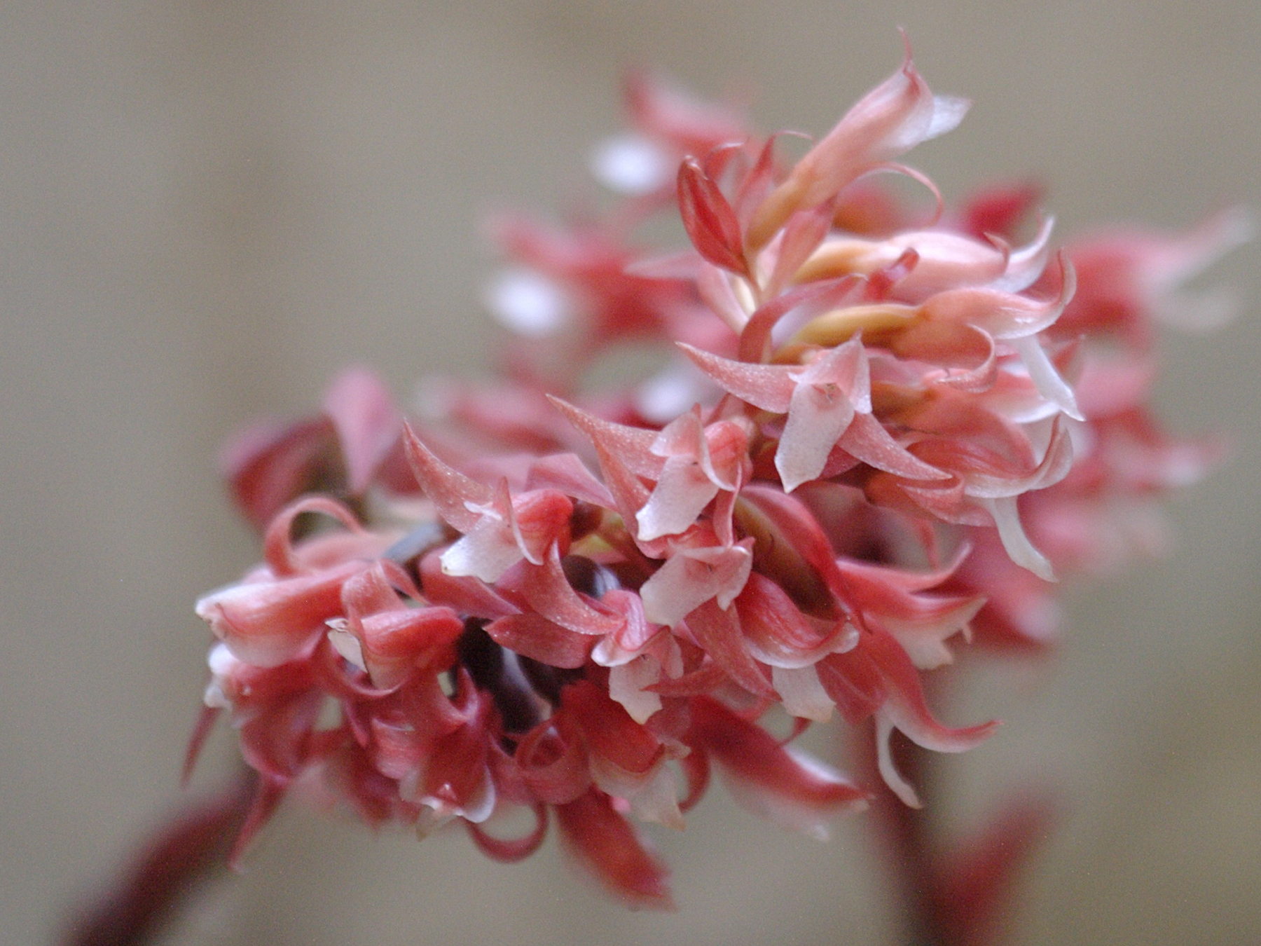 Stenorrhynchos_speciosum