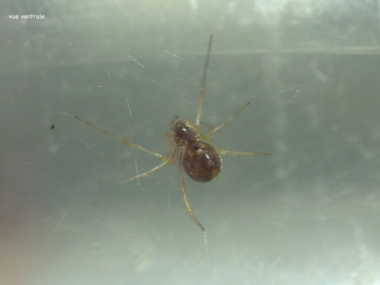 theridion_bimaculatum3md