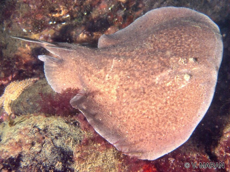 torpedo_marmorata1vm