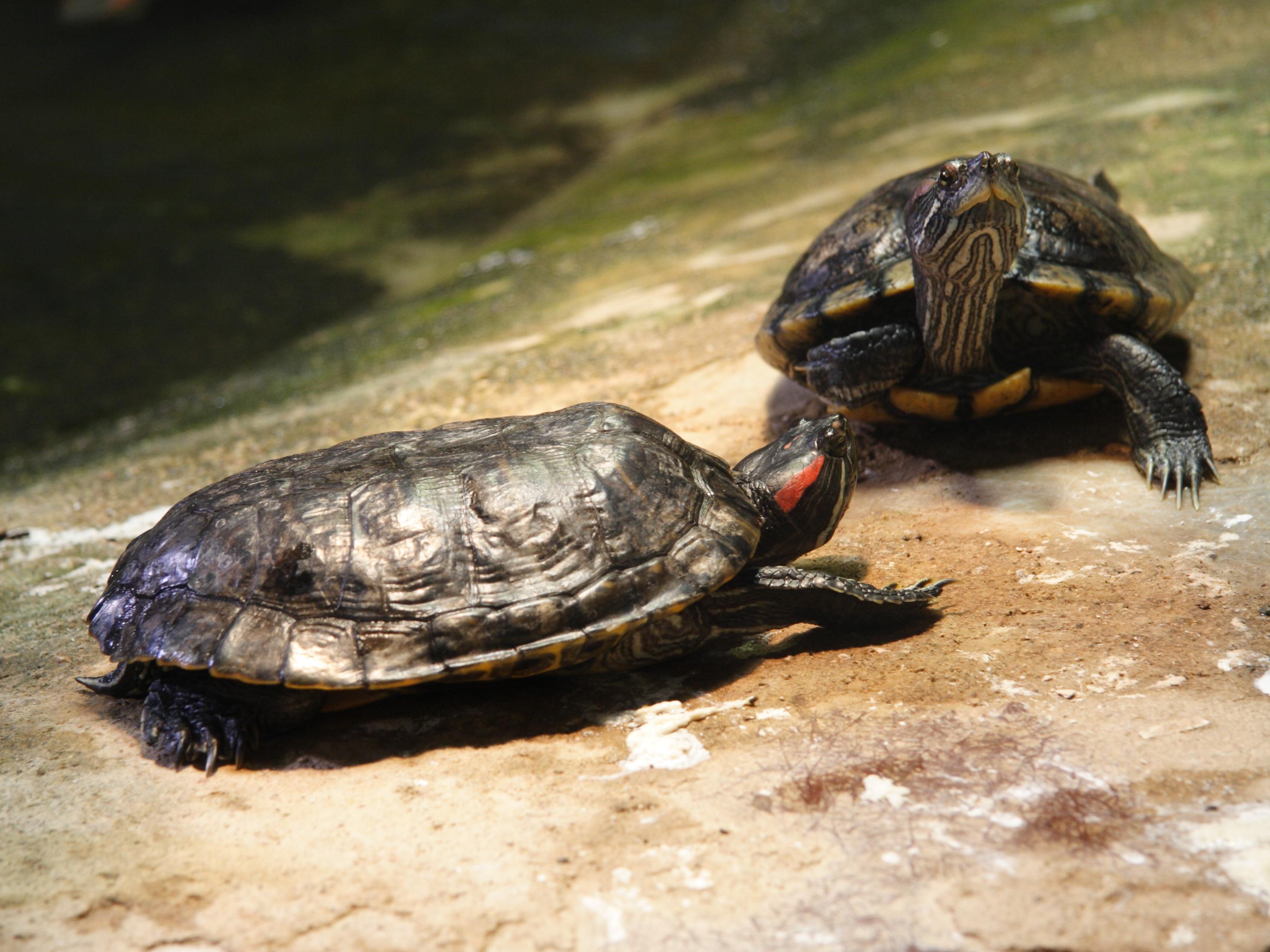 trachemys_scripta_elegans3md