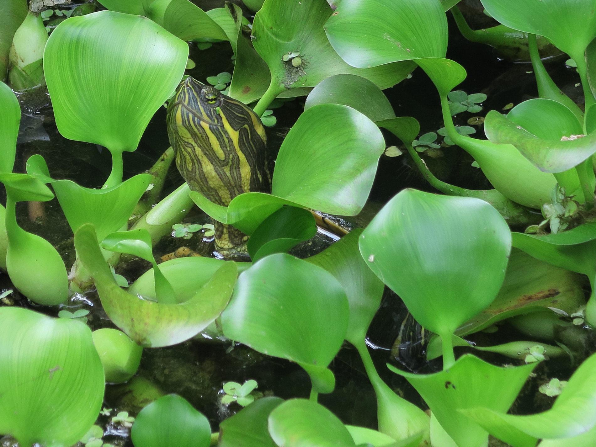 trachemys_venusta2md