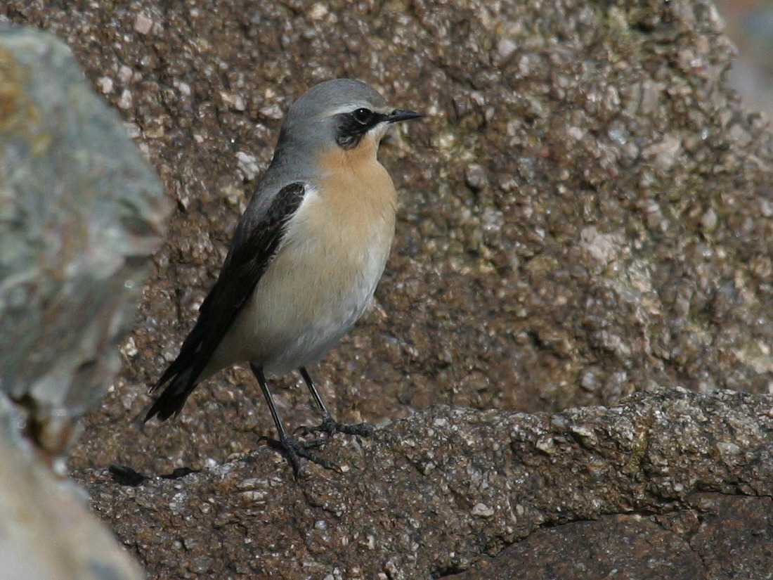 traquet_motteux_-_oenanthe_oenanthe8md