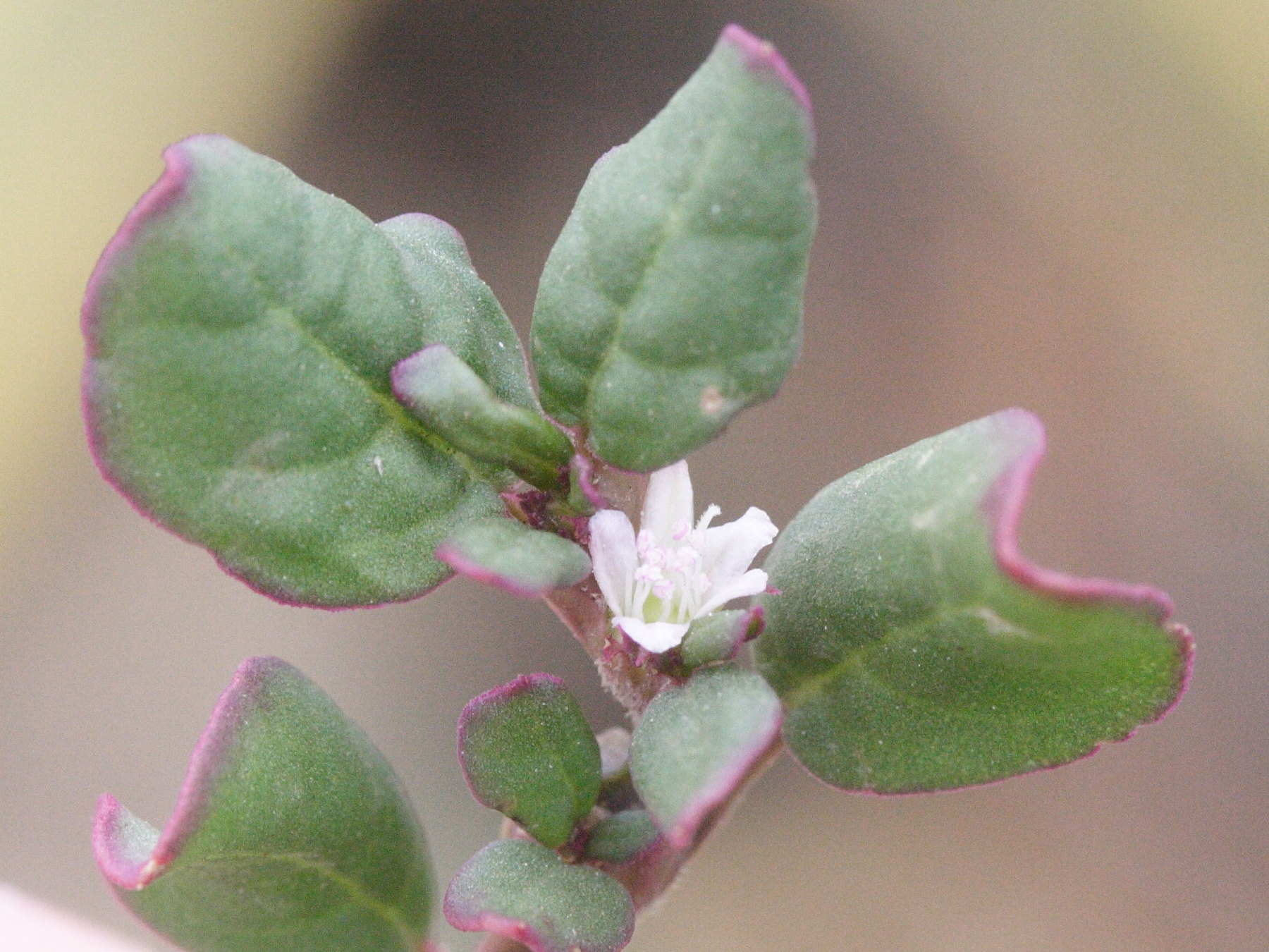 trianthema_portulacastrum2md
