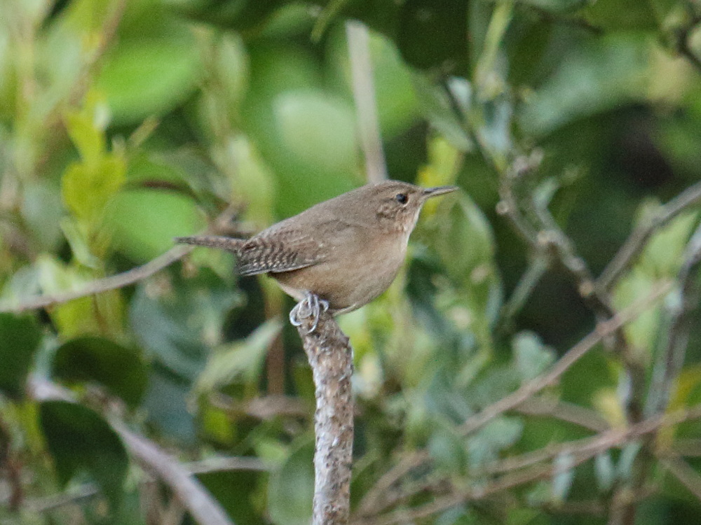 troglodyte_familier_-_troglodytes_aedon1bd