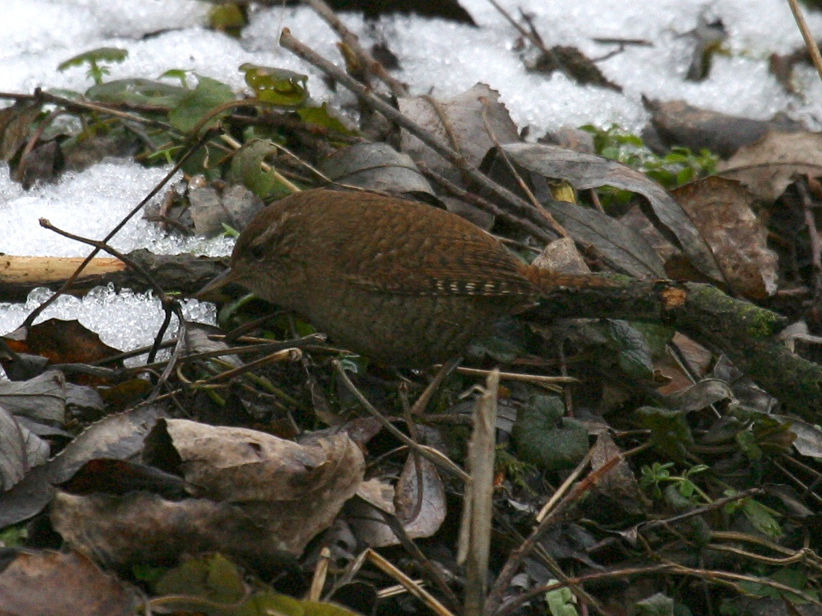 Afficher le média troglodyte_mignon_-_troglodytes_troglodytes5bd troglodyte_mignon_-_troglodytes_troglodytes5bd