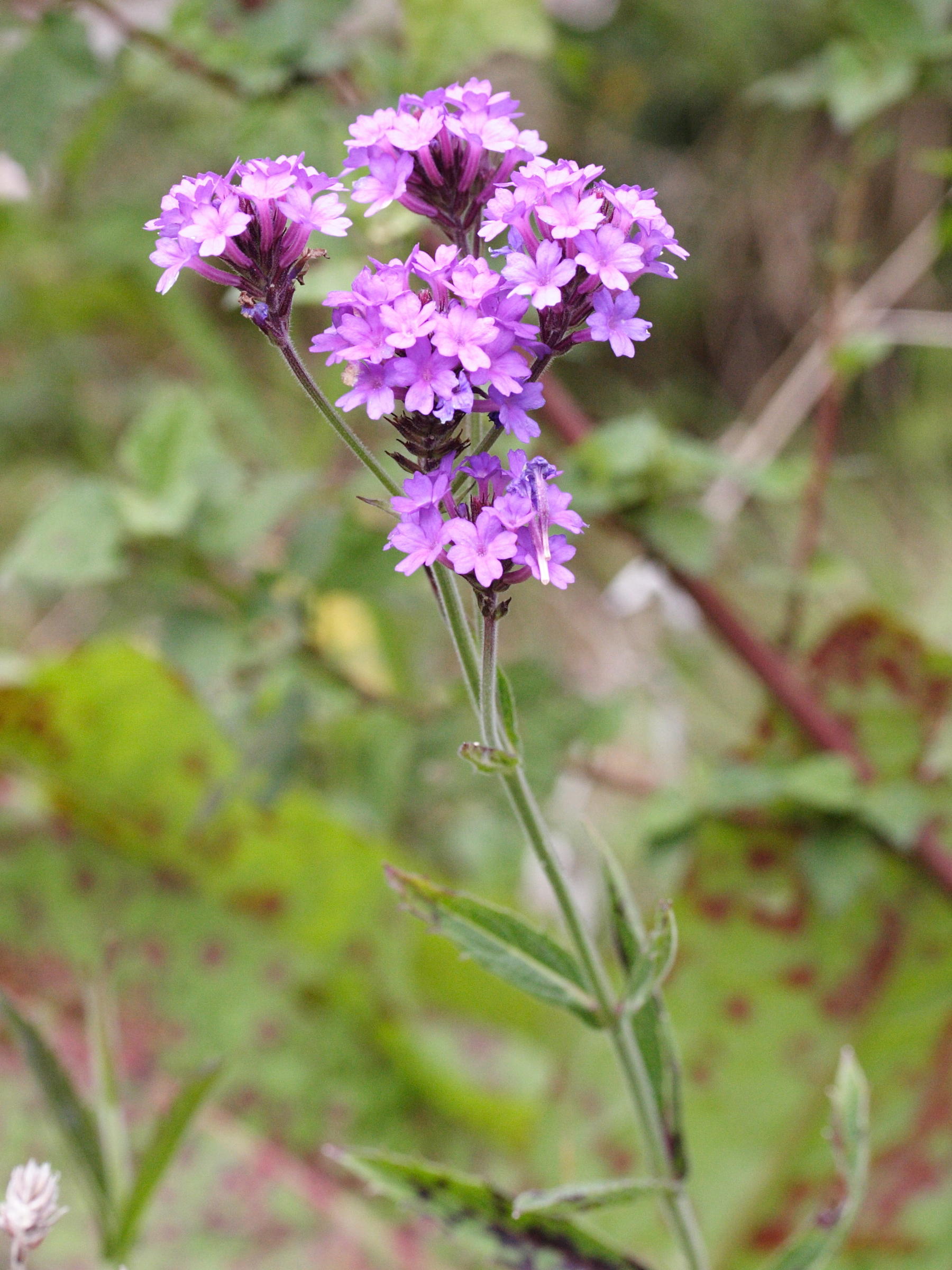 verbena_rigida2md