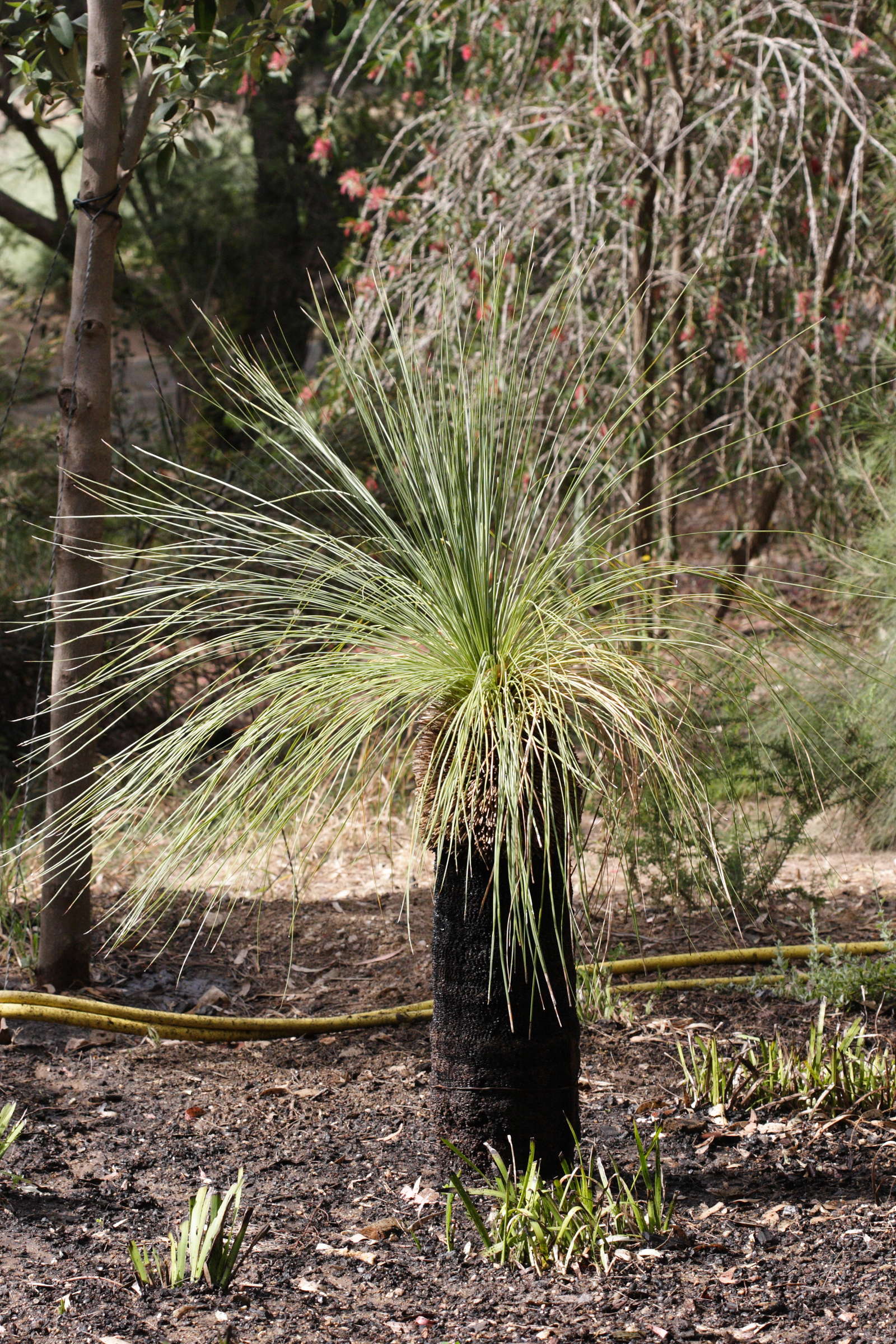 xanthorrhoea_pressii1md
