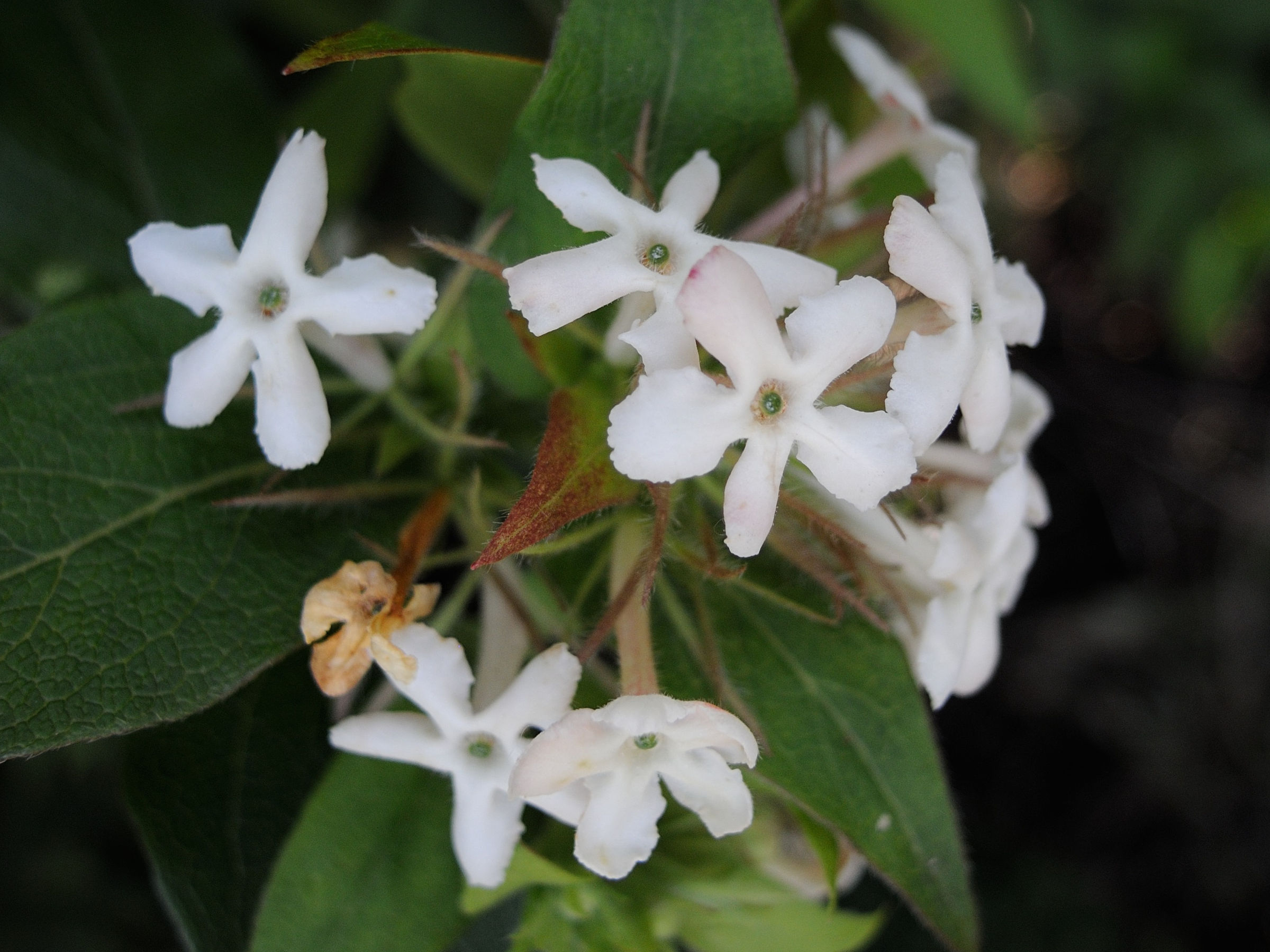 abelia_triflora2md