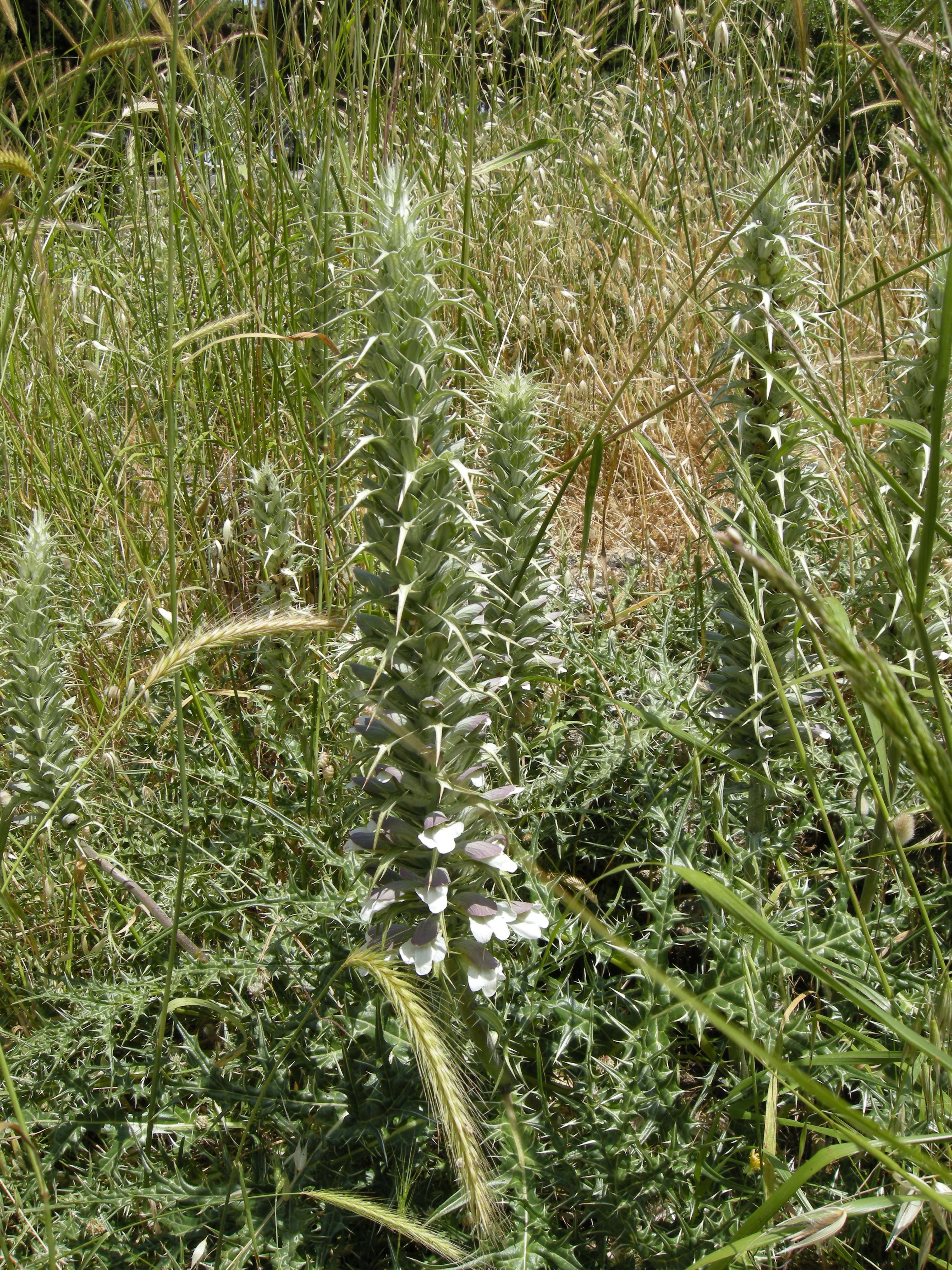 acanthus_spinosus5md