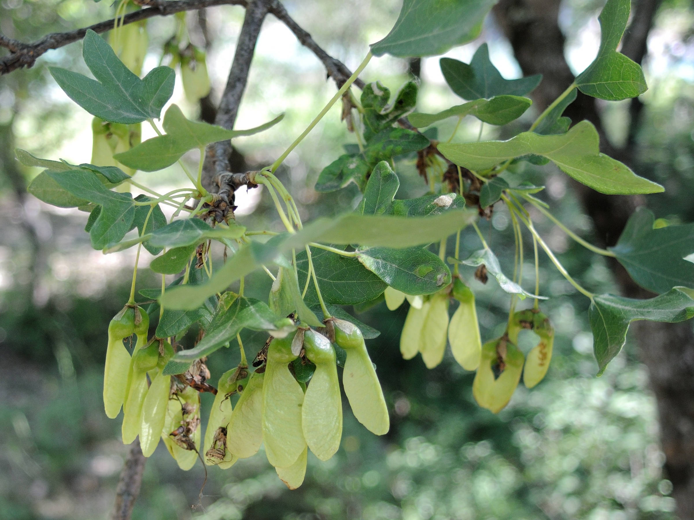 acer_monspessulanum5md