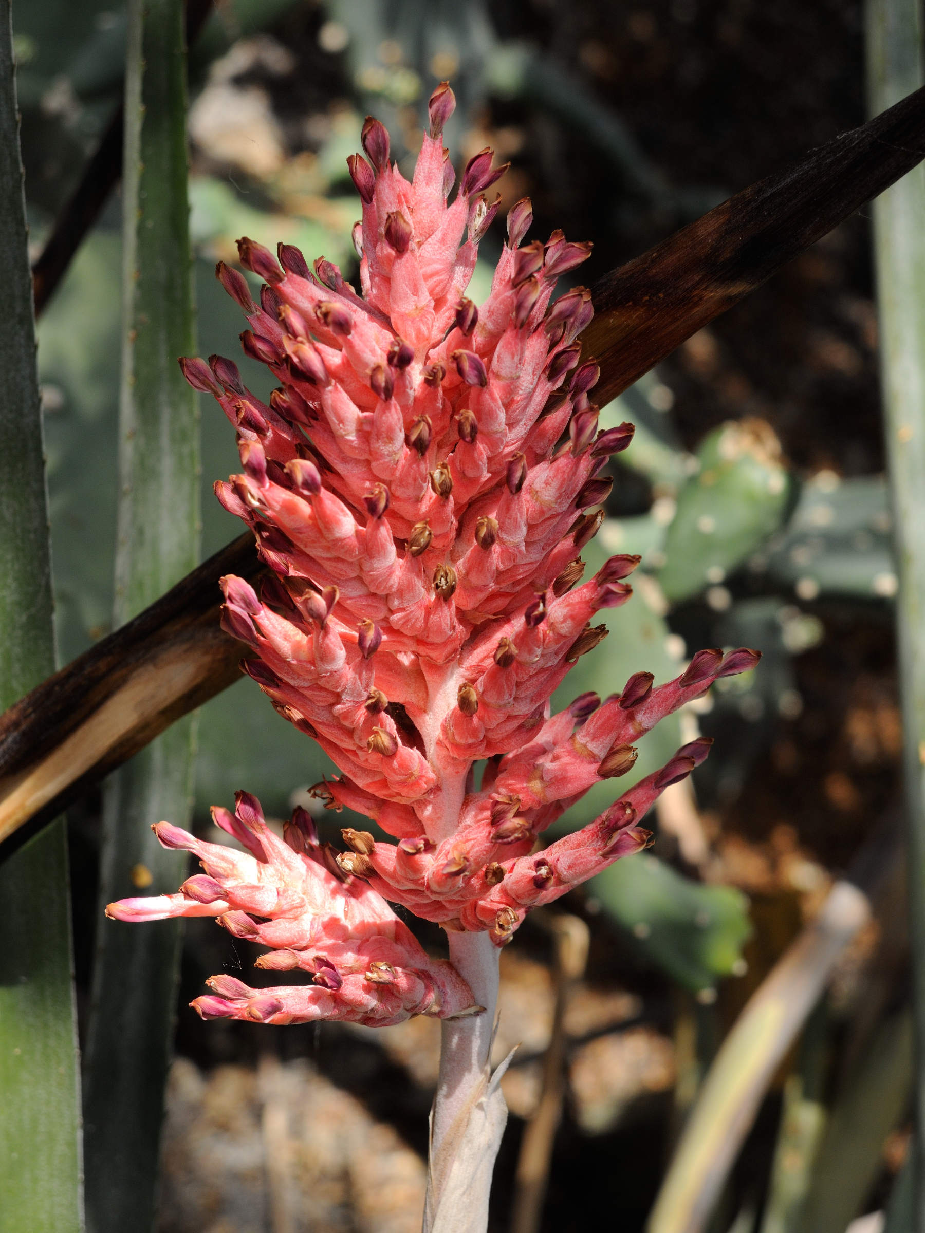 aechmea_distichantha_distichantha2md