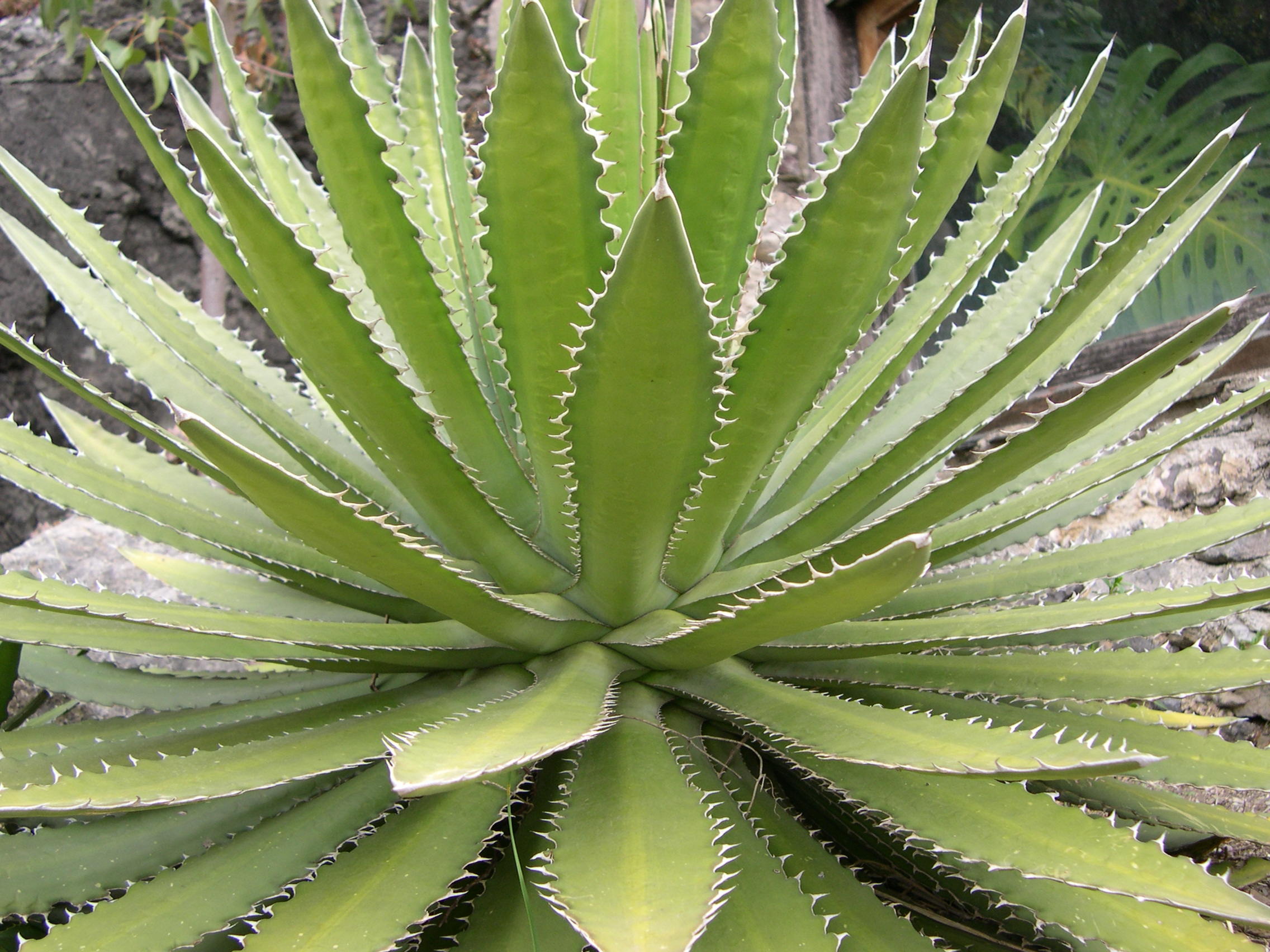 agave_horrida2md