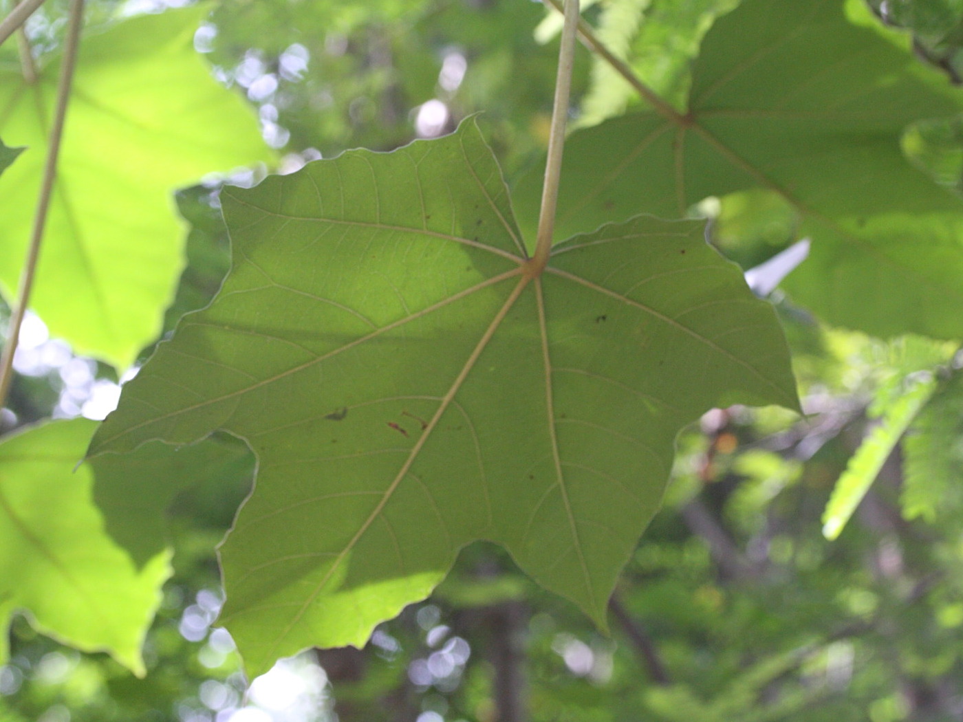 aleurites_moluccana6md