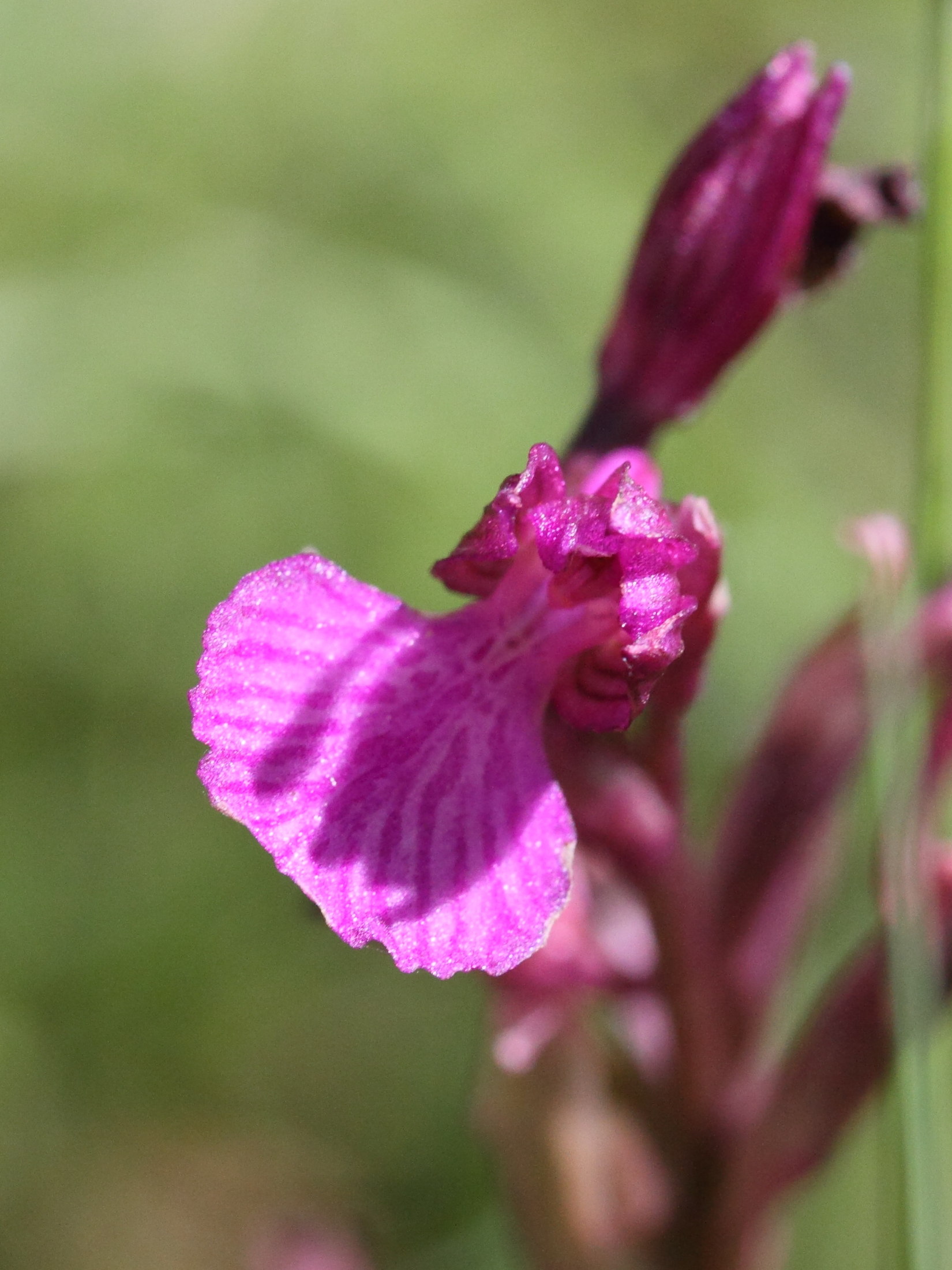 anacamptis_papilionacea5md