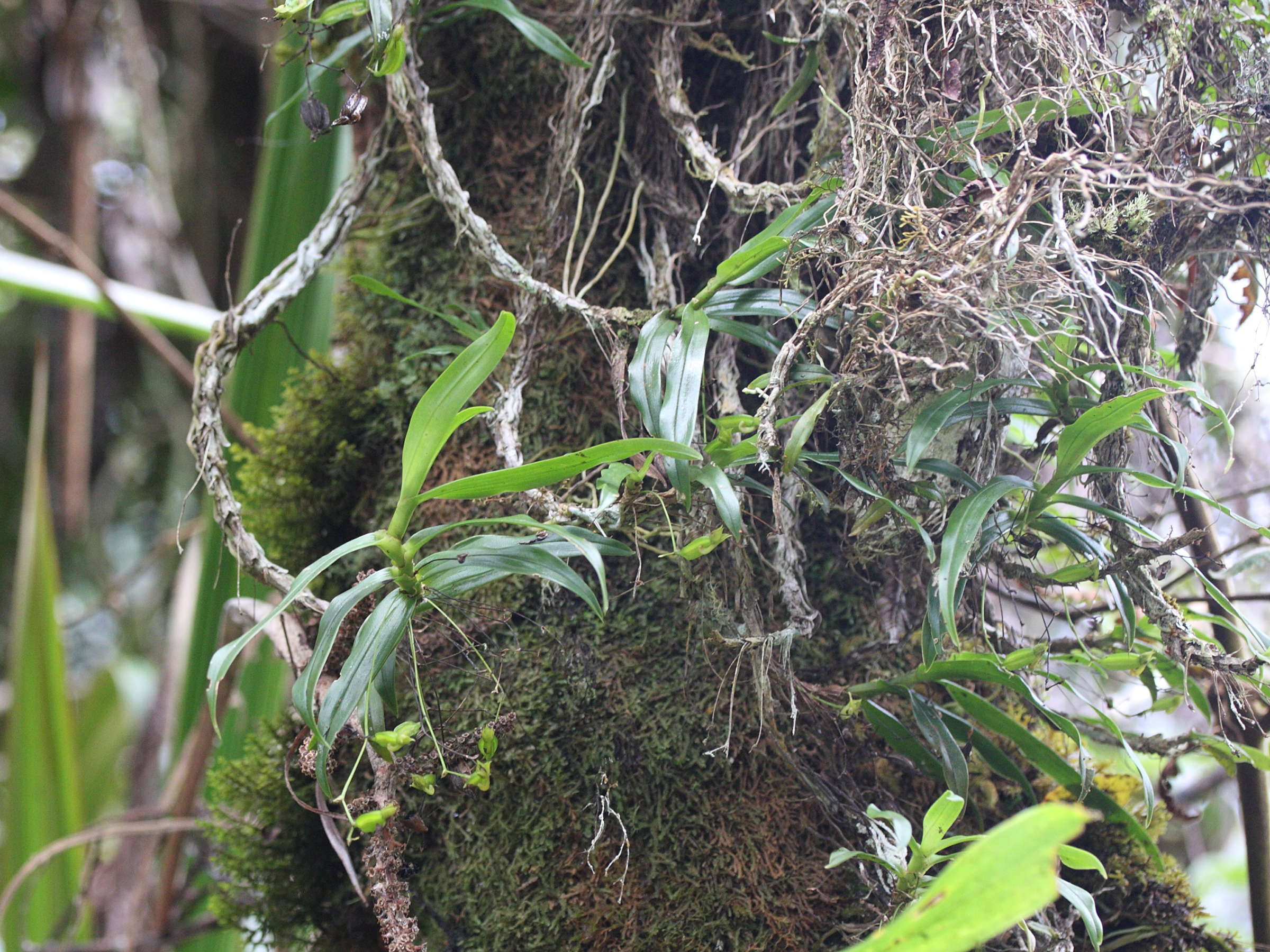 angraecum_obversifolium1md