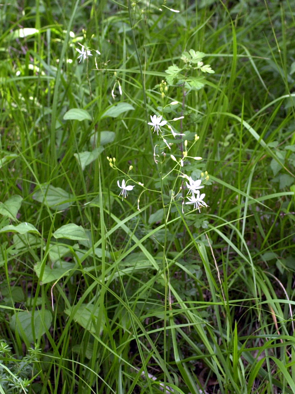 anthericum_ramosum1md