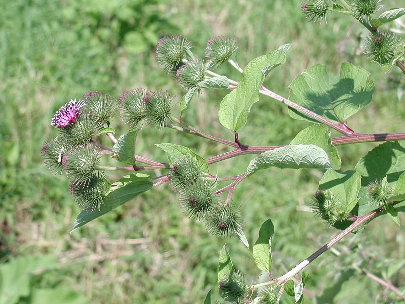 arctium_lappa3md